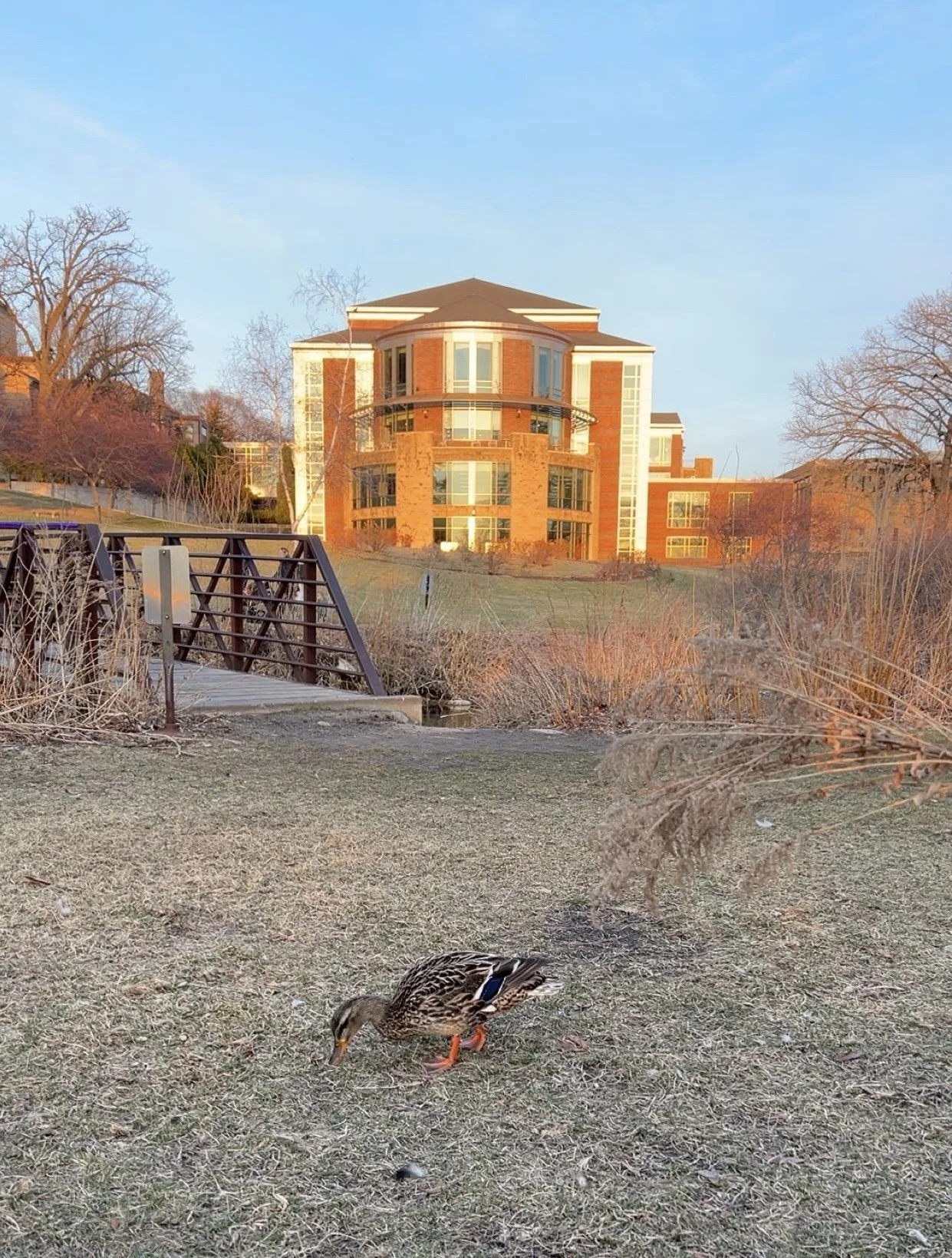 Pollution is the Solution: An Interview with Campus Ducks Sandra and Kevin
