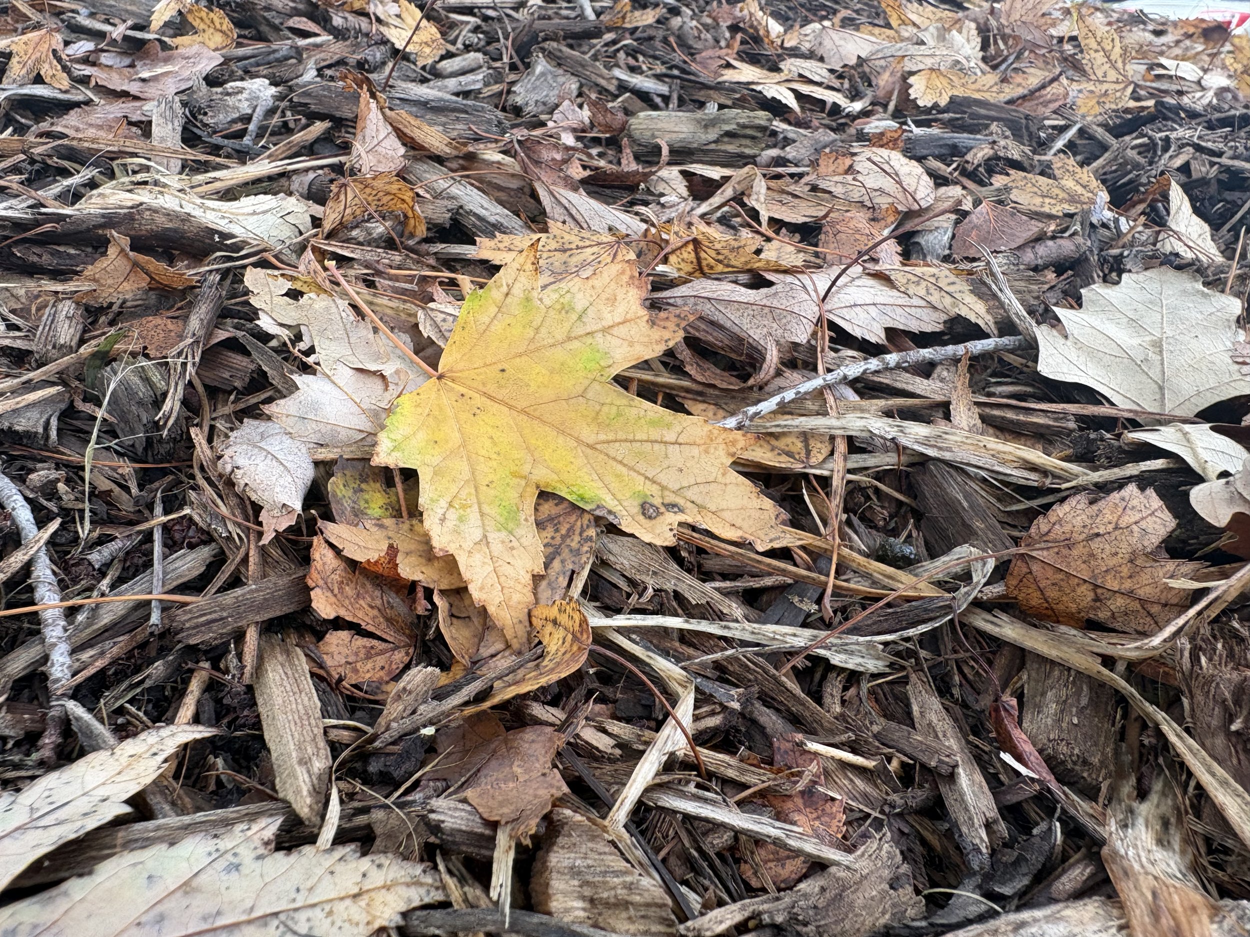 Fall festivities