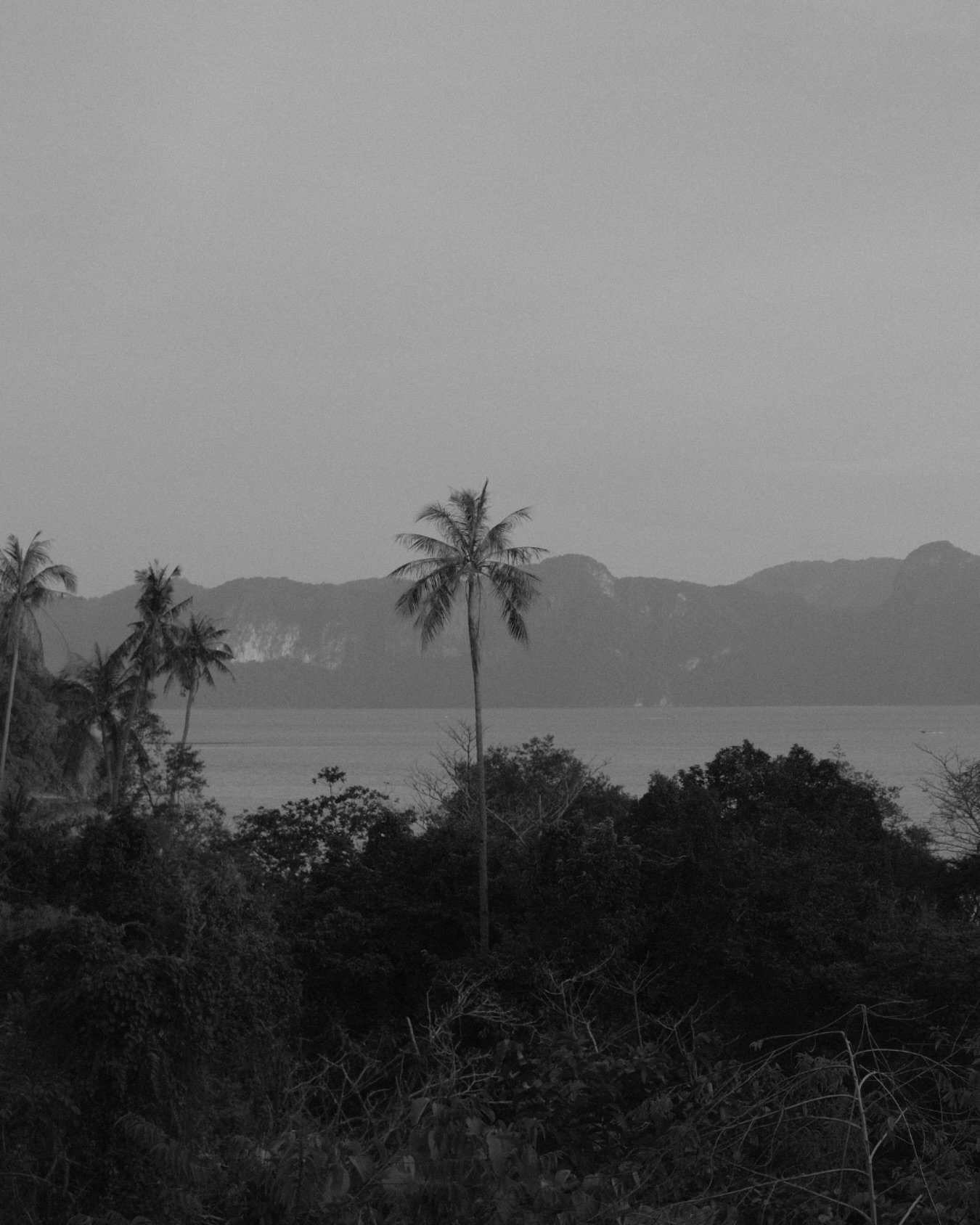 our aesthetic love language: clean, tropical &amp; spreading sunshine 
-
#apricatemedia #palmtree #aesthetic #aestheticedits #fujifilm #fujifilm_xseries #contentcreator