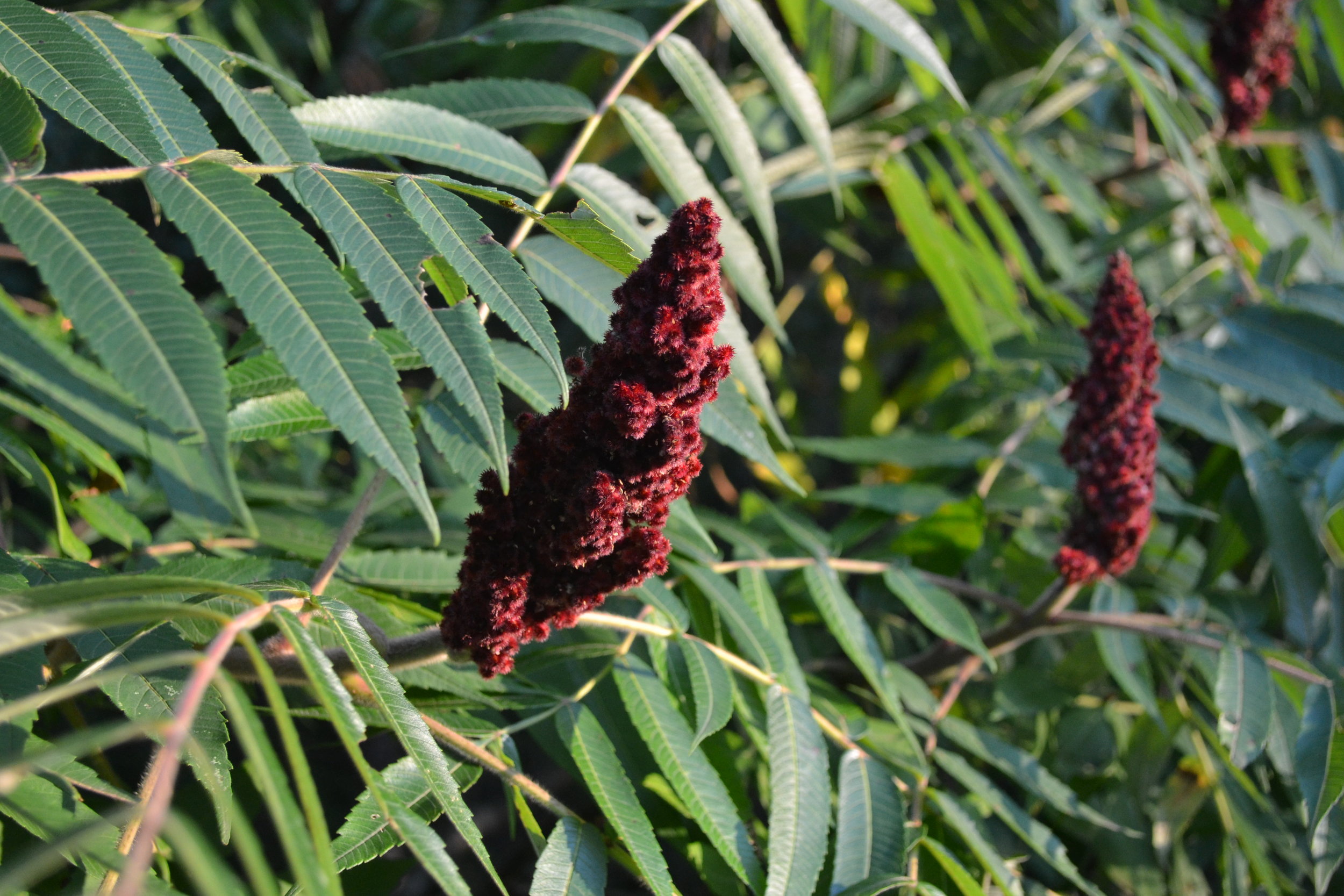 sumac at golden hour.JPG