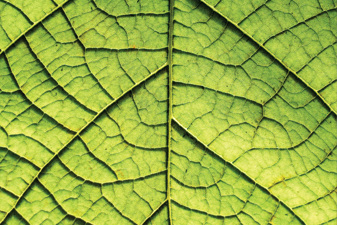 leaf-01.jpg