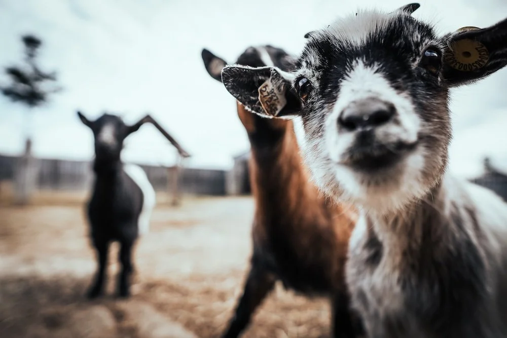 40 Days of Resolution at Home | Day 16: Conflict Components - Interests