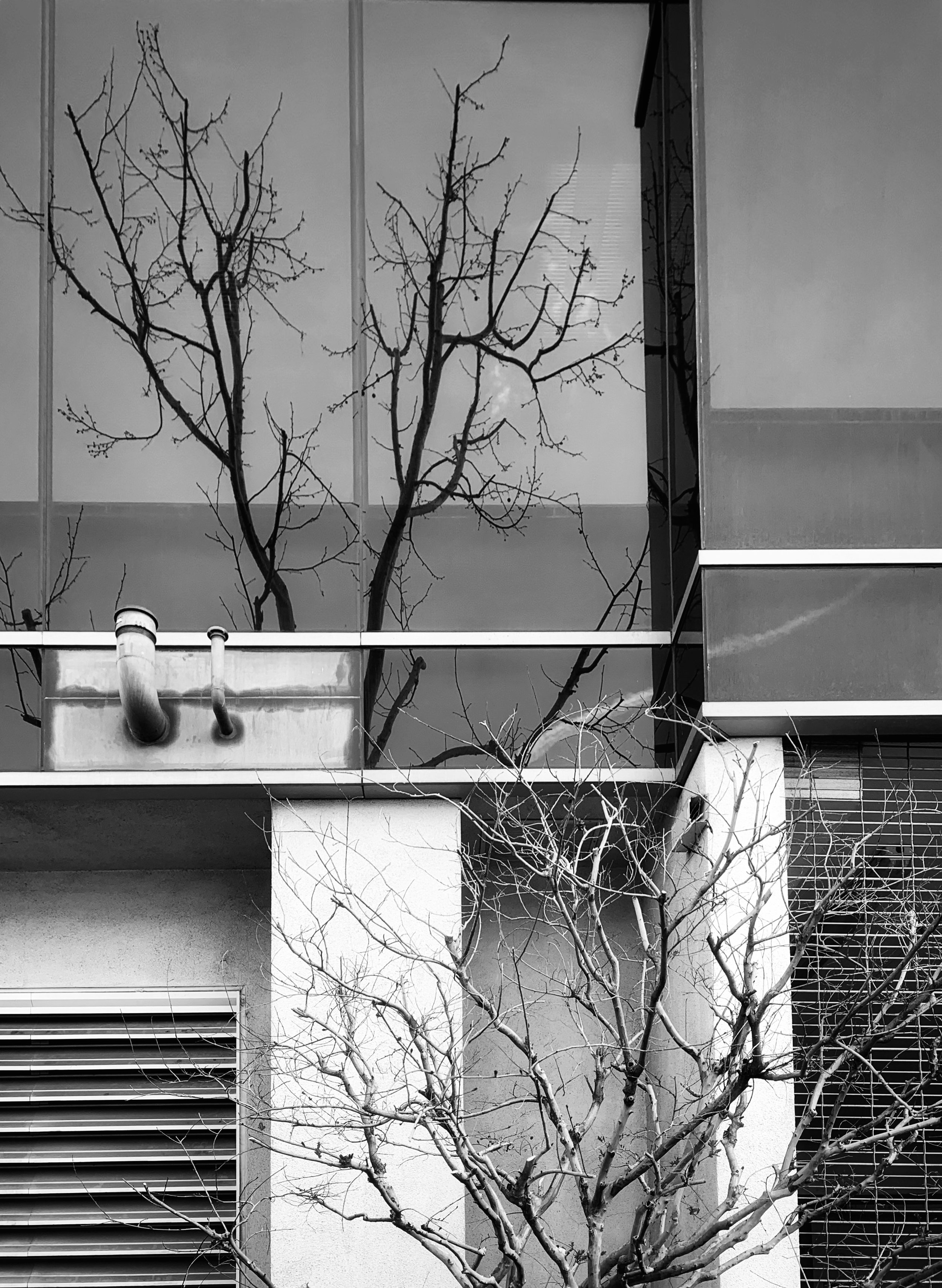 TreeReflect+RealBNW.jpeg