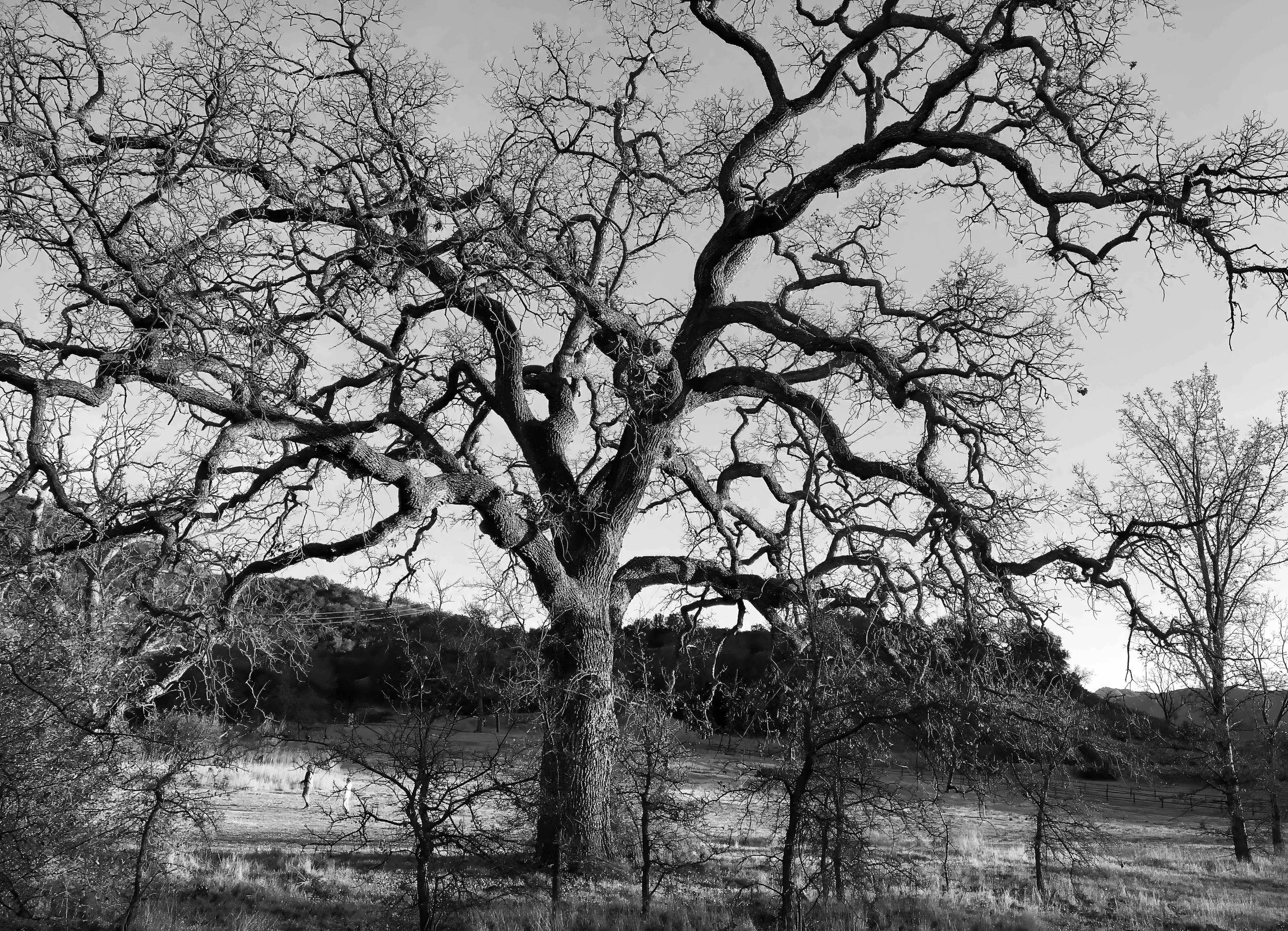 CA oak.jpeg