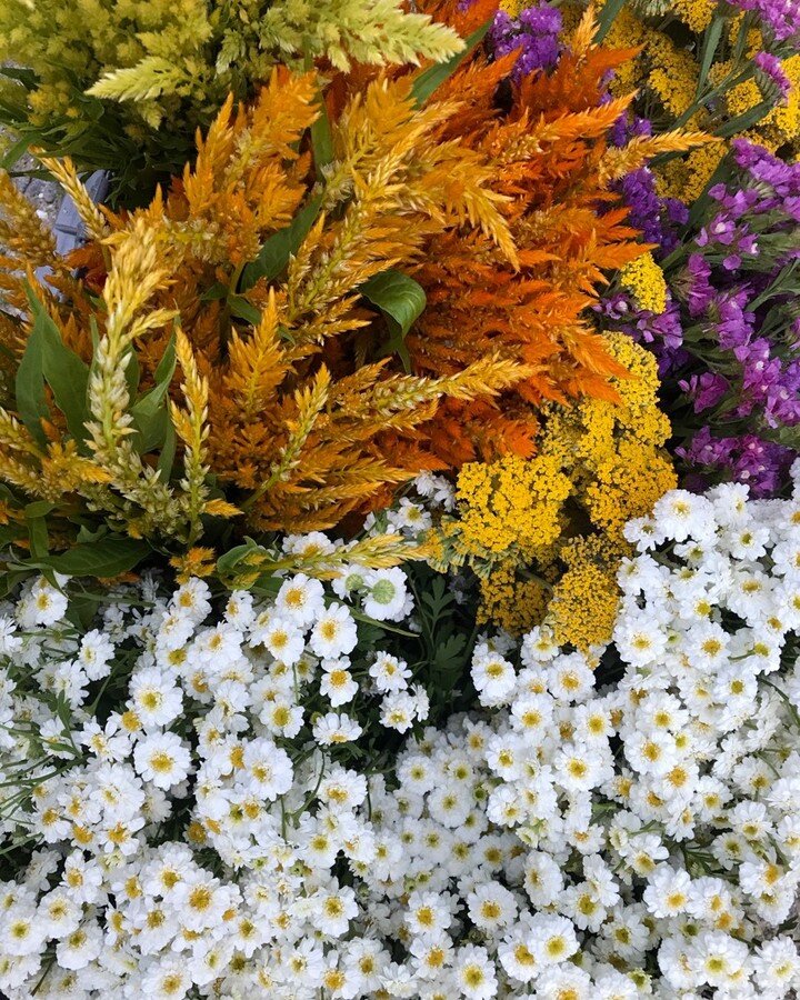 nicole, you were these flowers' biggest supporter. you taught me so much with your ease of presence and powerful calm. thank you for spending time with me and the flowers, birds, and spiders each week last summer. your favorites: the bountiful asters