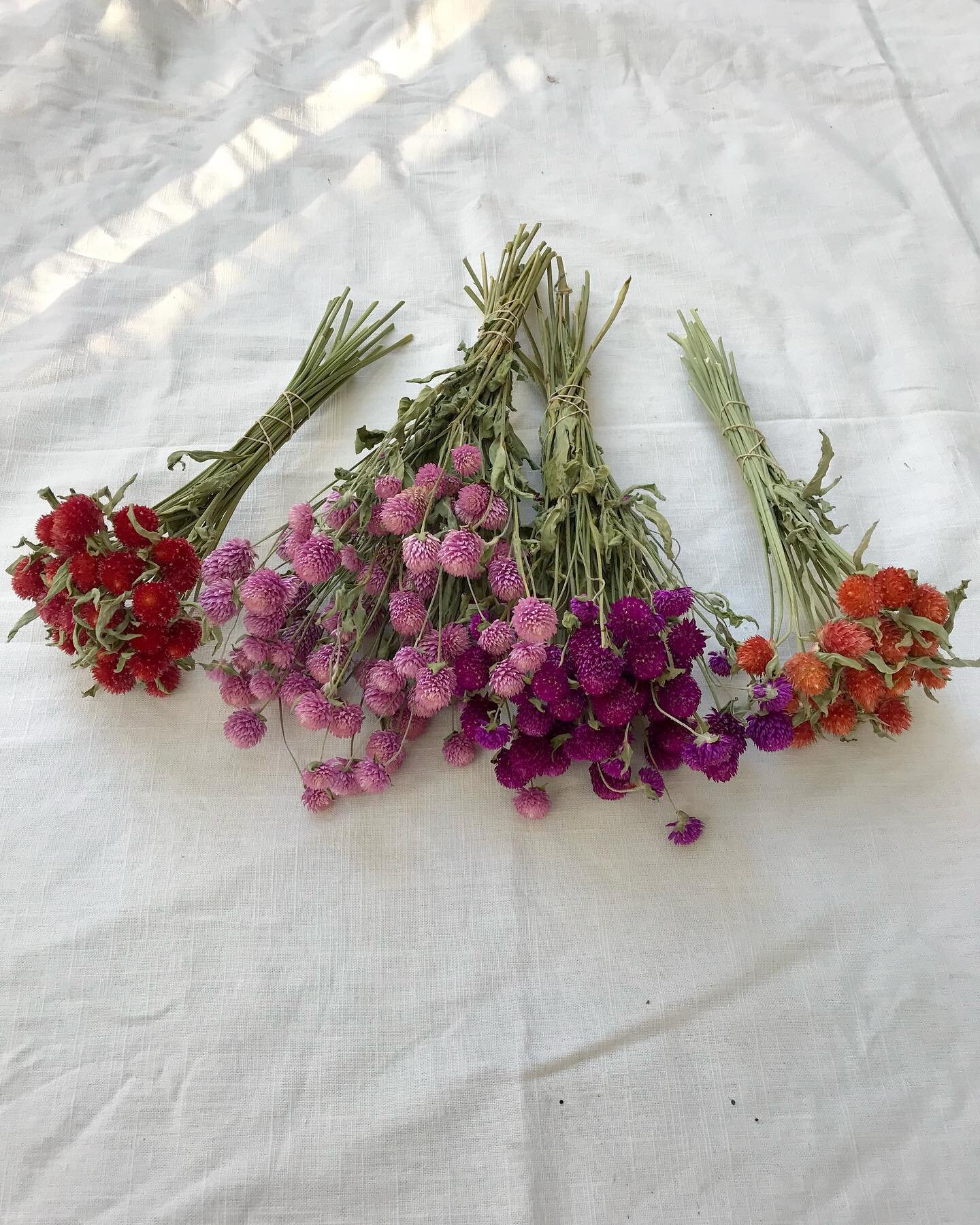 just dropped dried bunches of celosia, gomphrena, strawflower, eucalyptus, and oats off at @sheepscotgeneral 

if you stop in, be sure to take a peek 👀at the bountiful veggies to see what i've been up to this summer ☺️