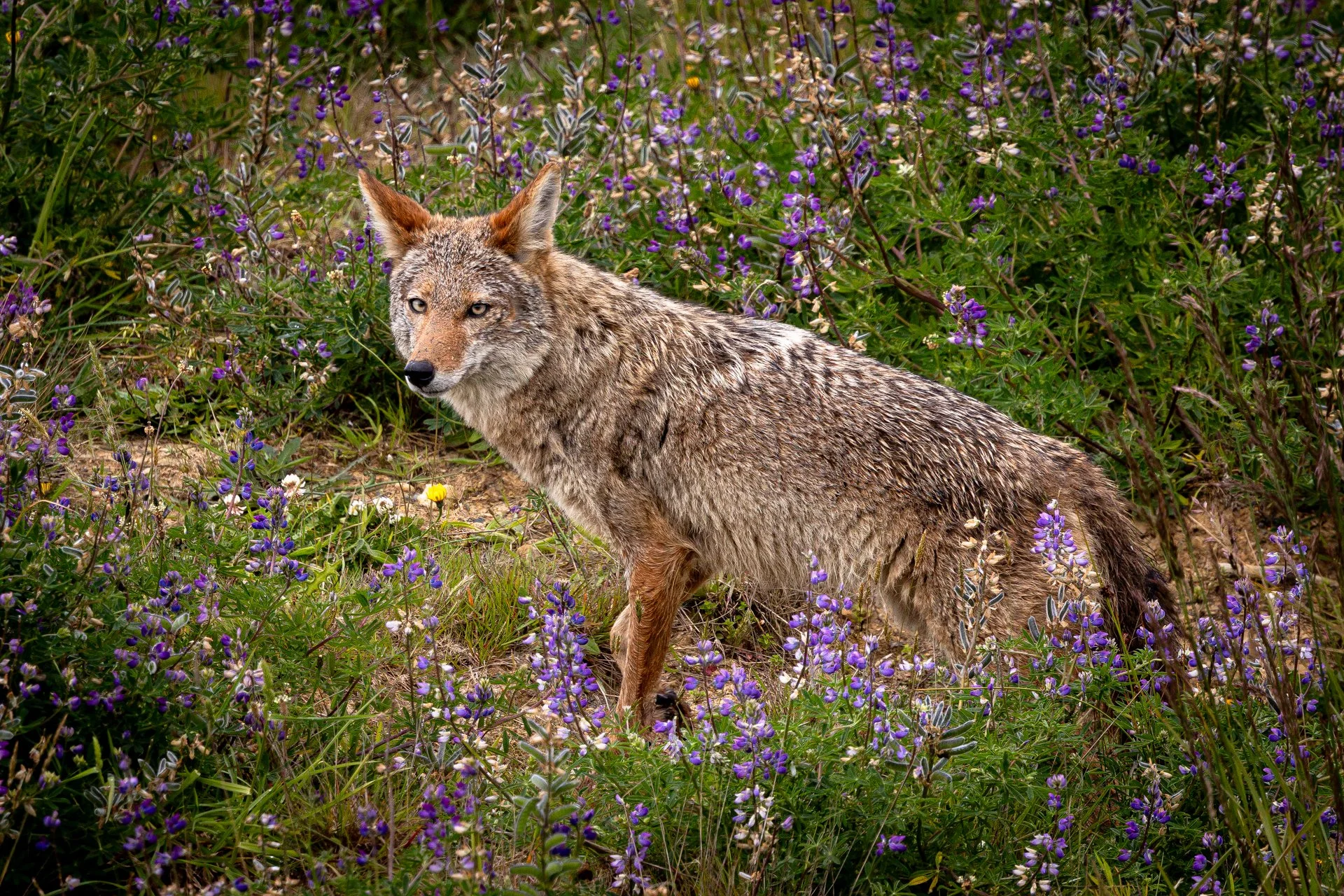 Wildlife-27.jpg
