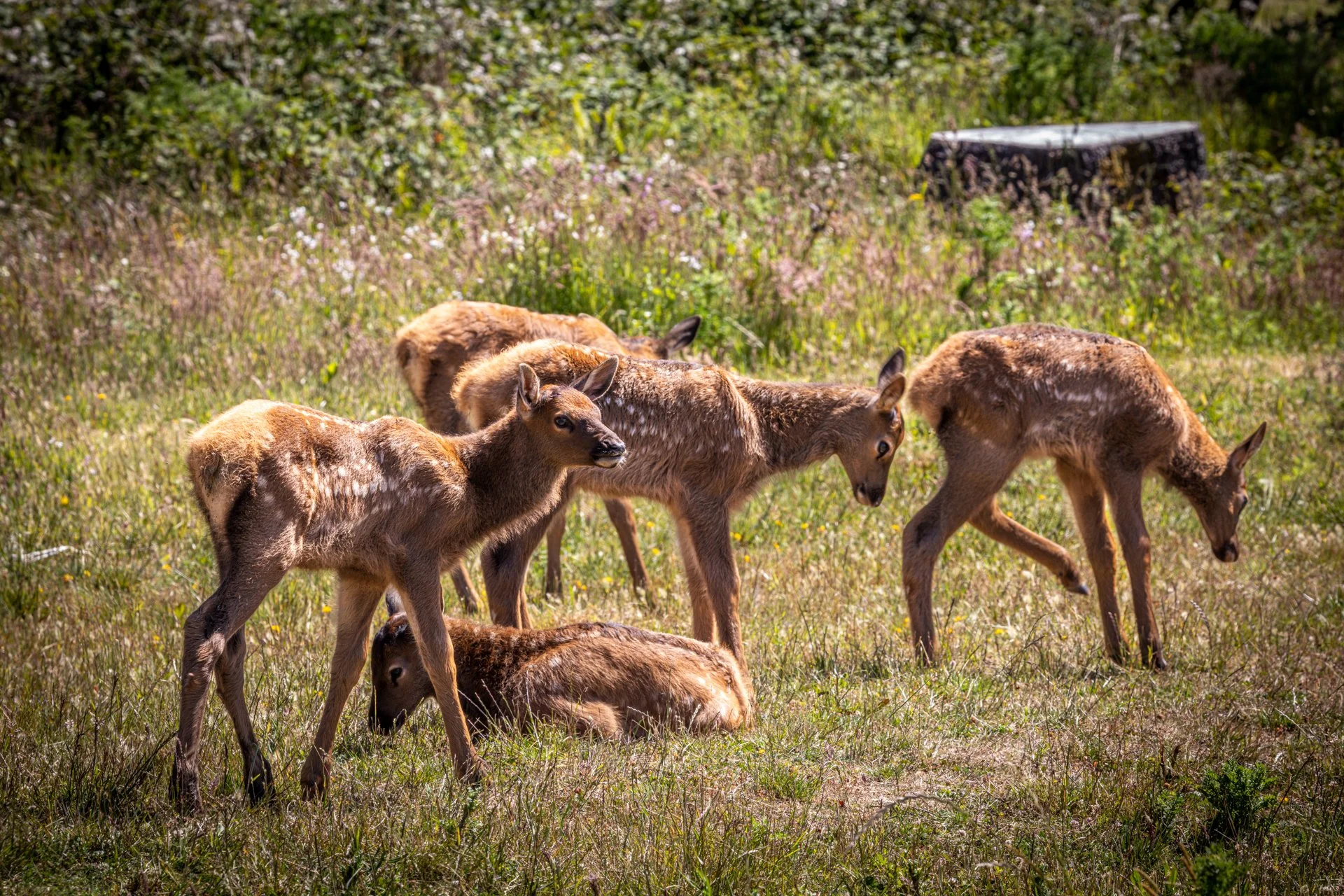 Wildlife-12.jpg