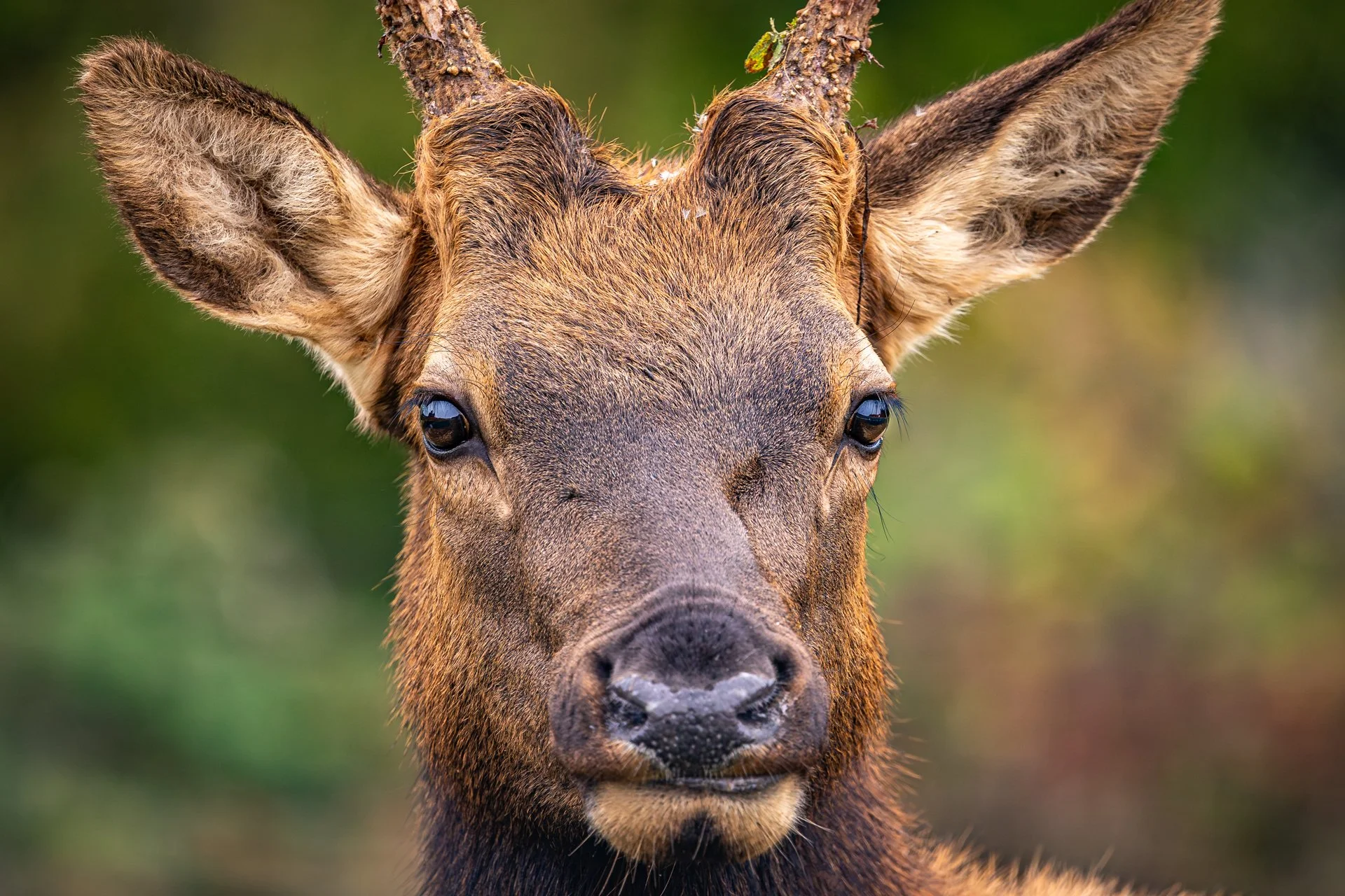 Wildlife-14.jpg