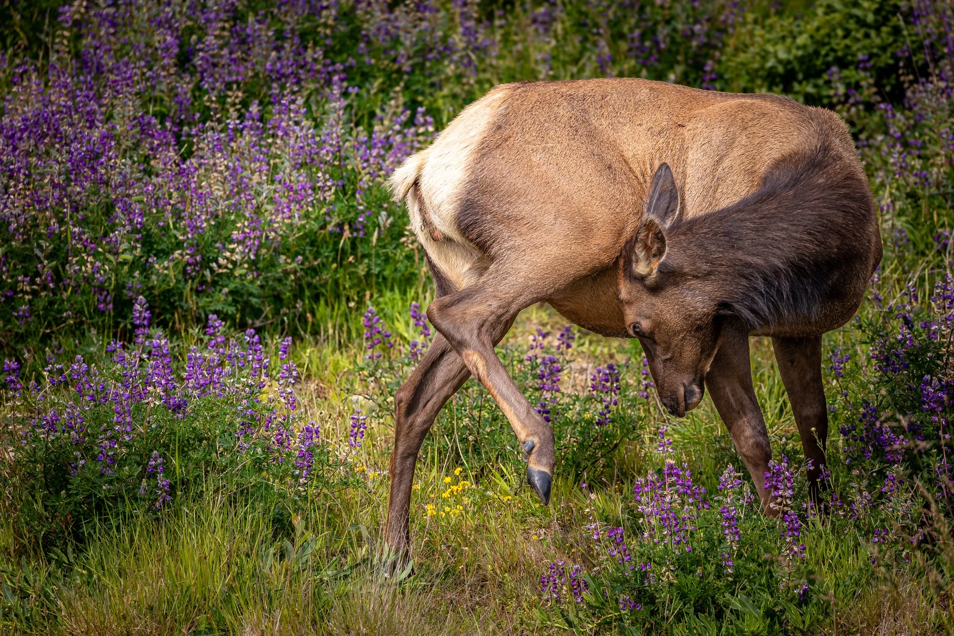 Wildlife-24.jpg