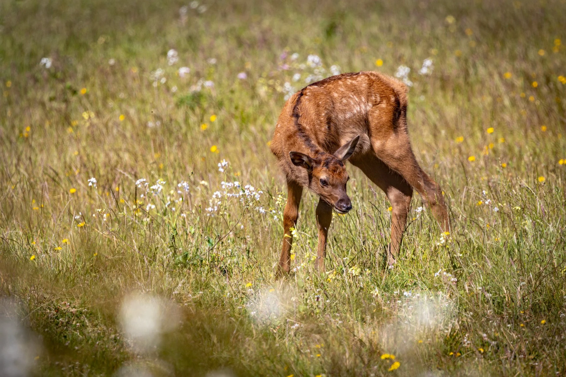 Wildlife-28.jpg