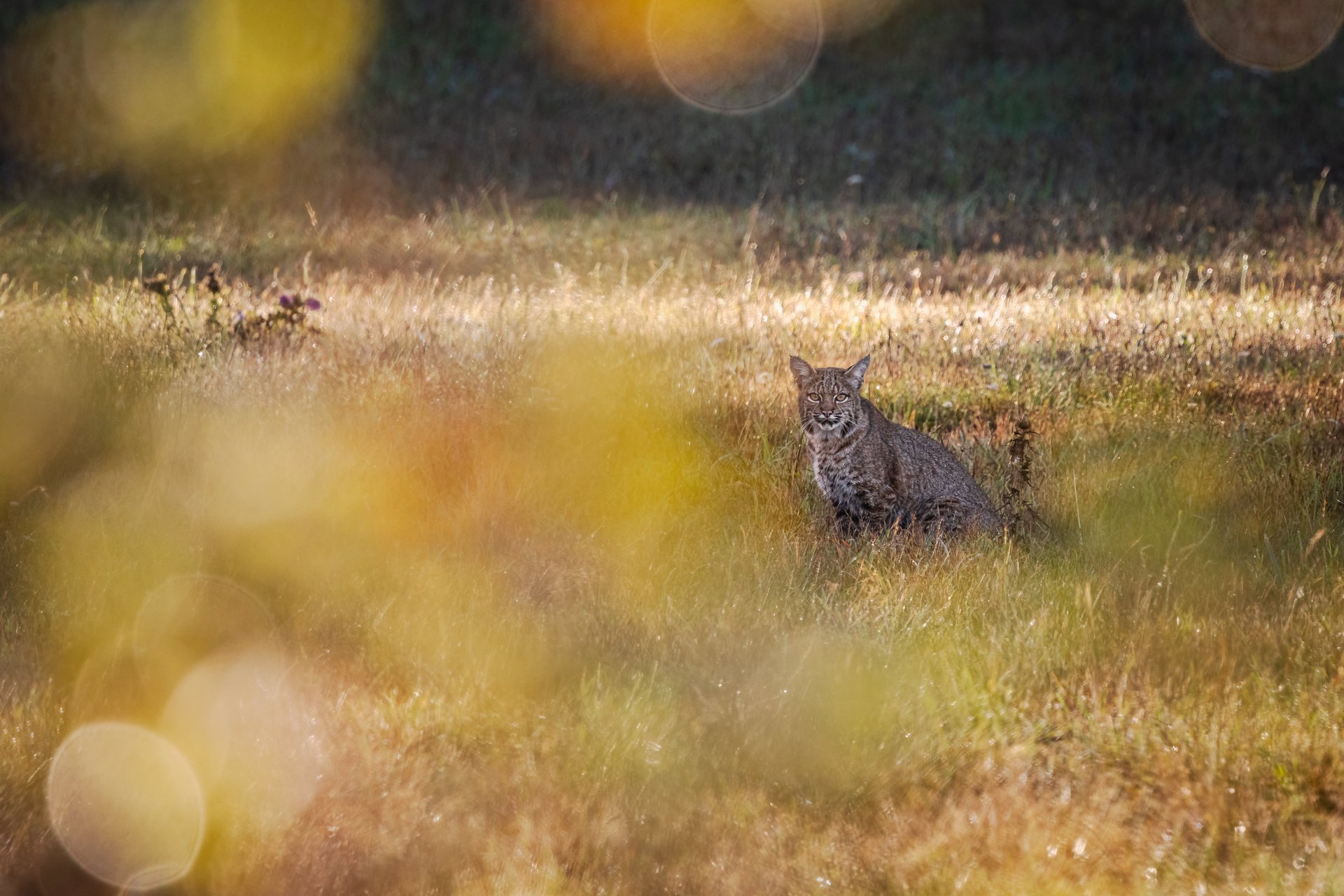 Wildlife-21.jpg