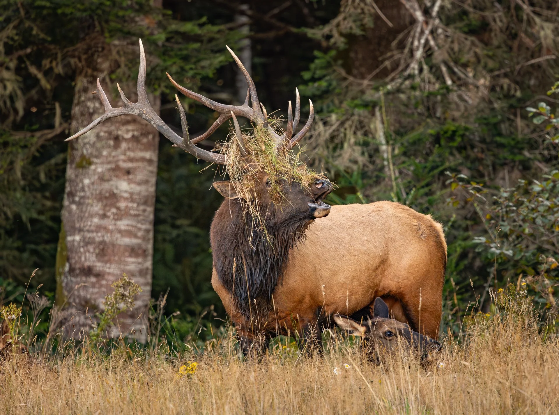Wildlife-19.jpg