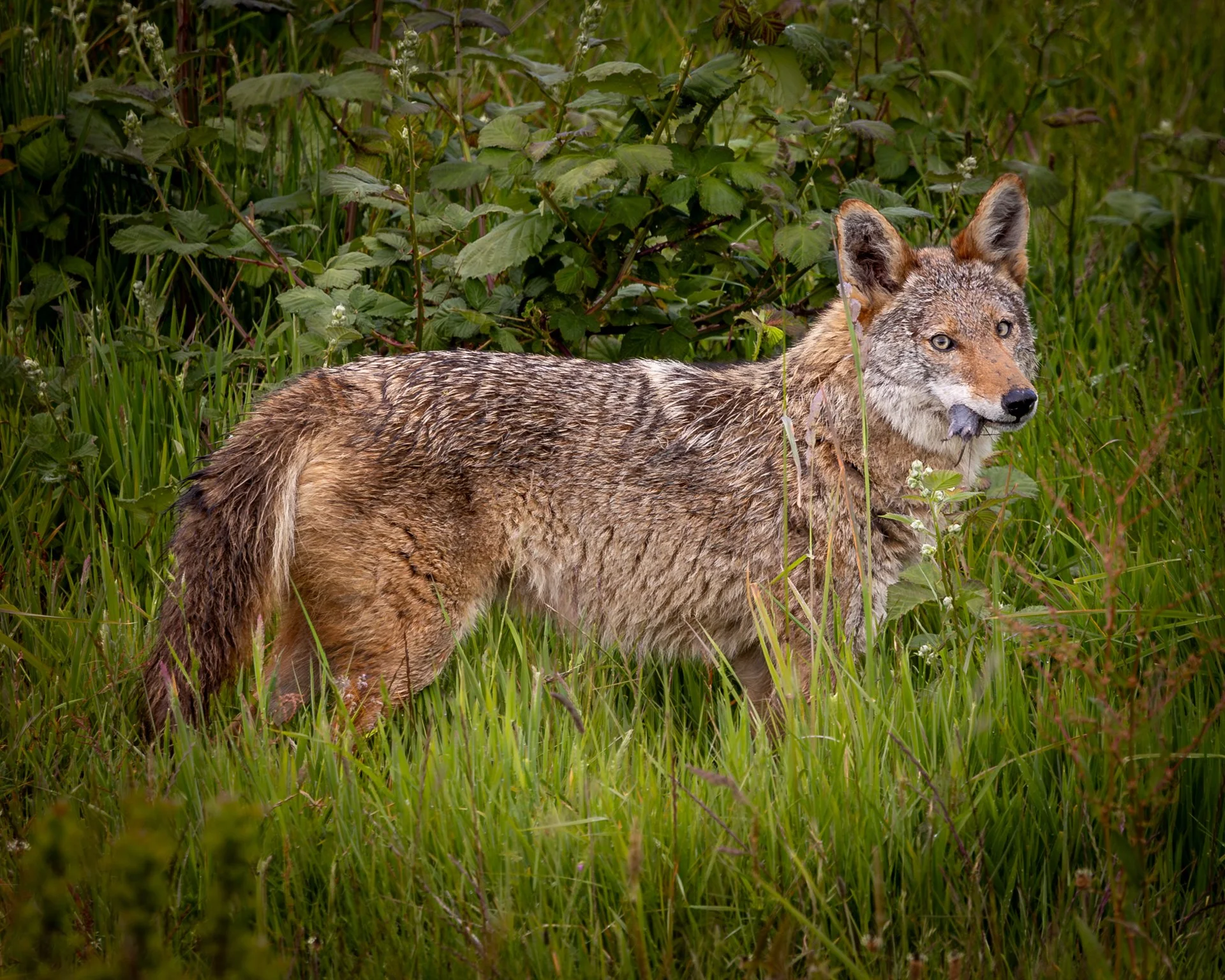 Wildlife-26.jpg