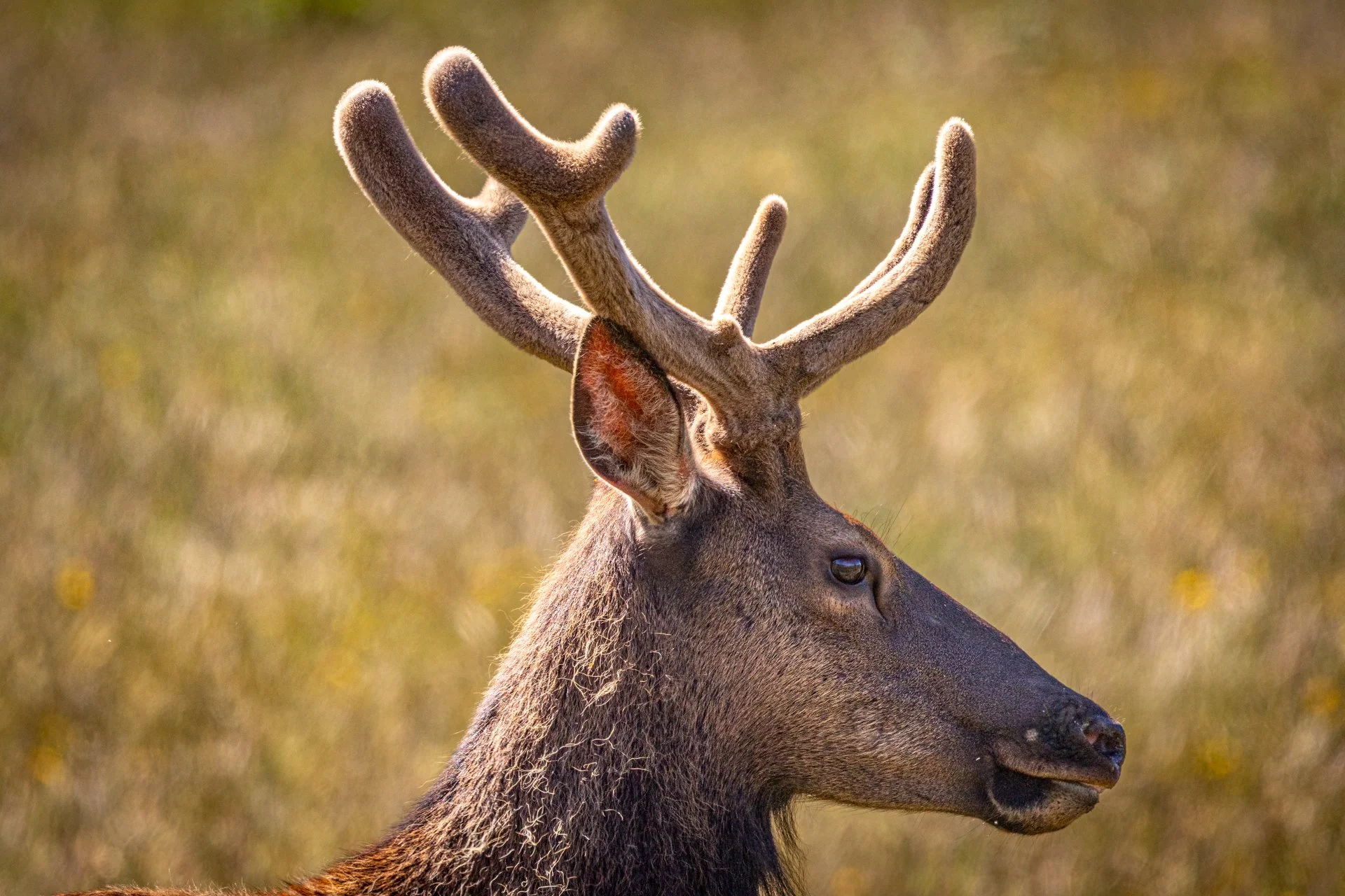 Wildlife-29.jpg