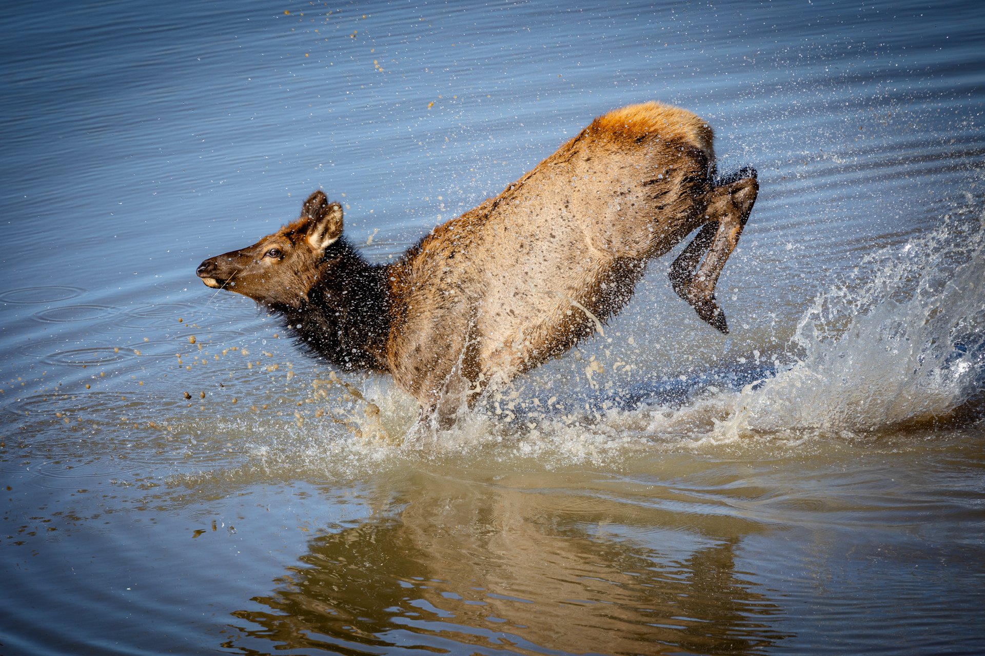 Wildlife-4.jpg