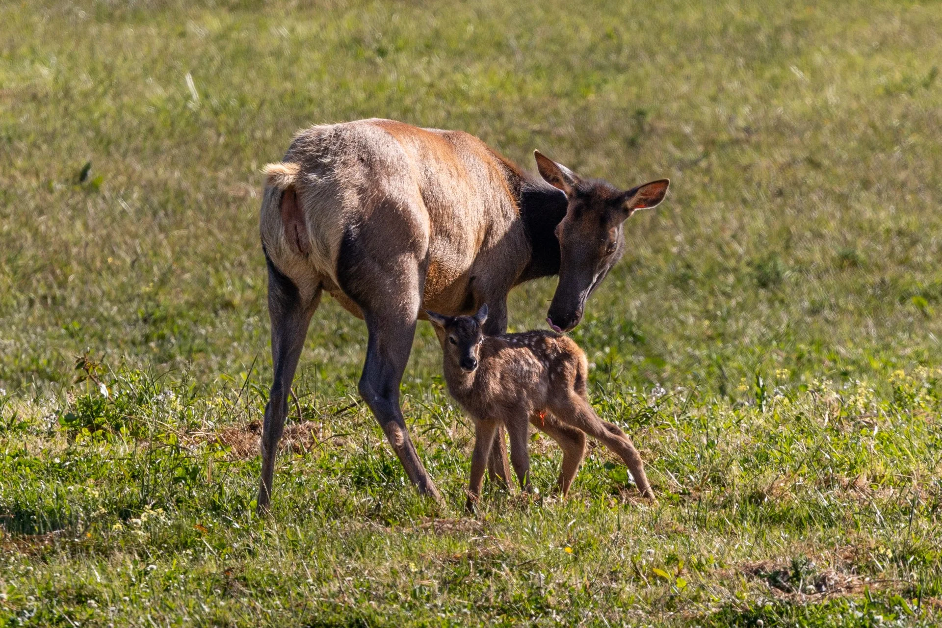 Wildlife-25.jpg