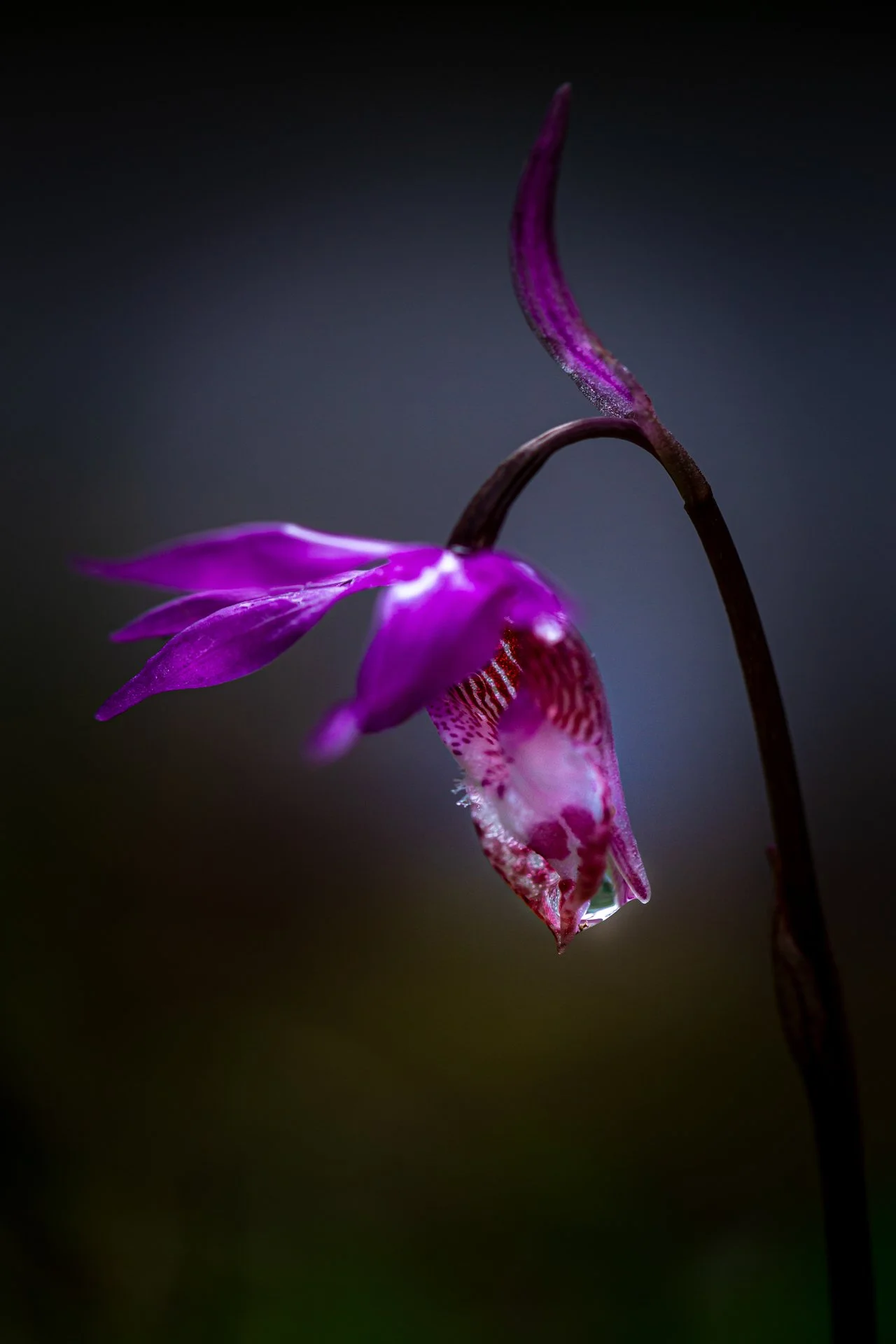 Macro Wildflowers Calypso Orchid