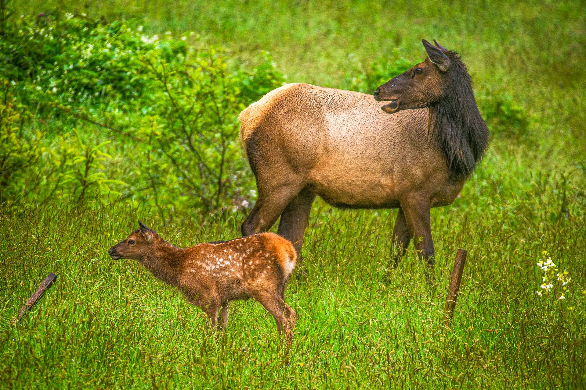 Wildlife-2.jpg
