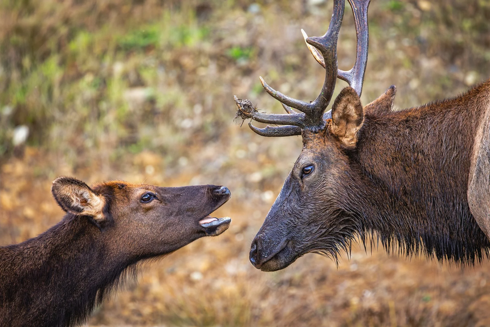 Wildlife-18.jpg