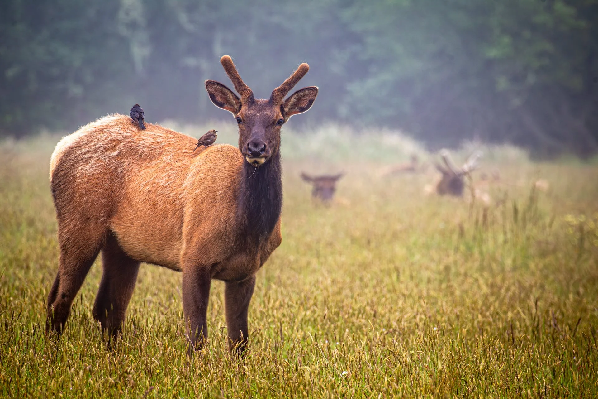 Wildlife.jpg