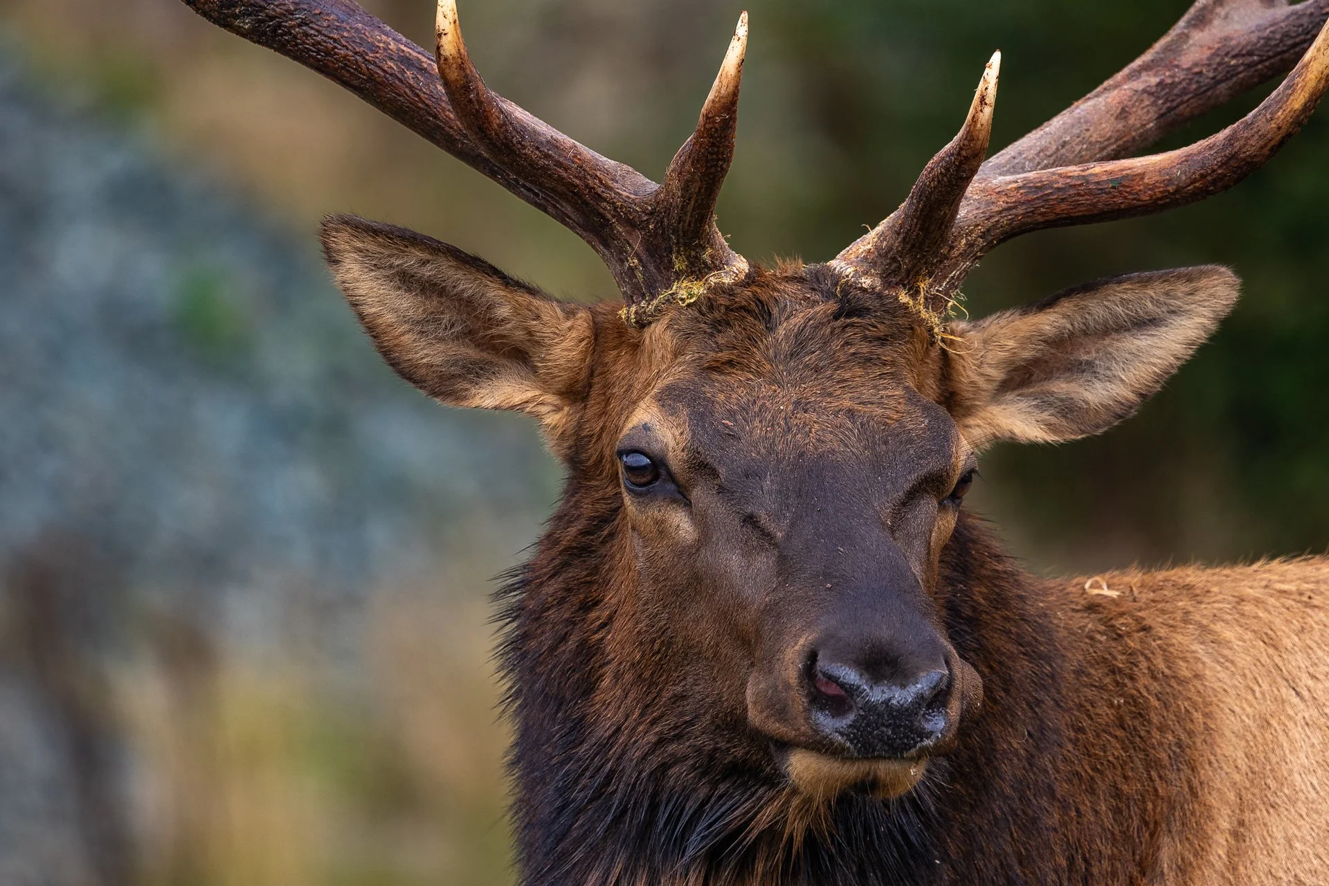 Wildlife-15.jpg