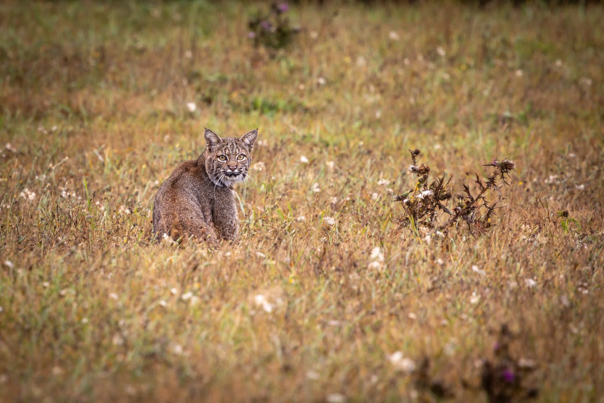 Wildlife-22.jpg
