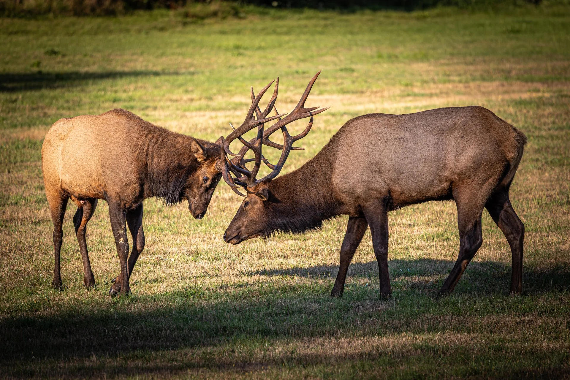 Wildlife-16.jpg