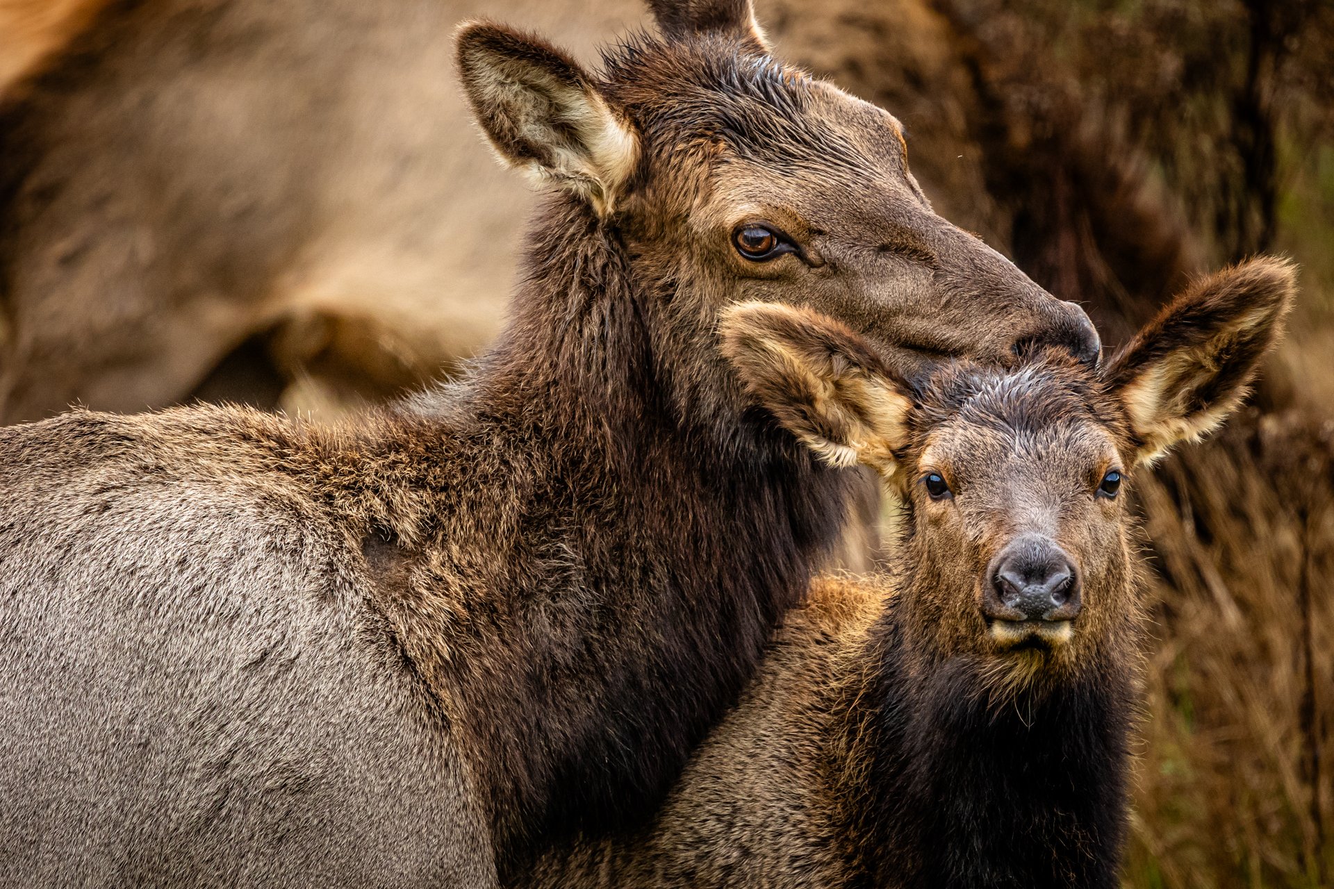 Wildlife-5.jpg
