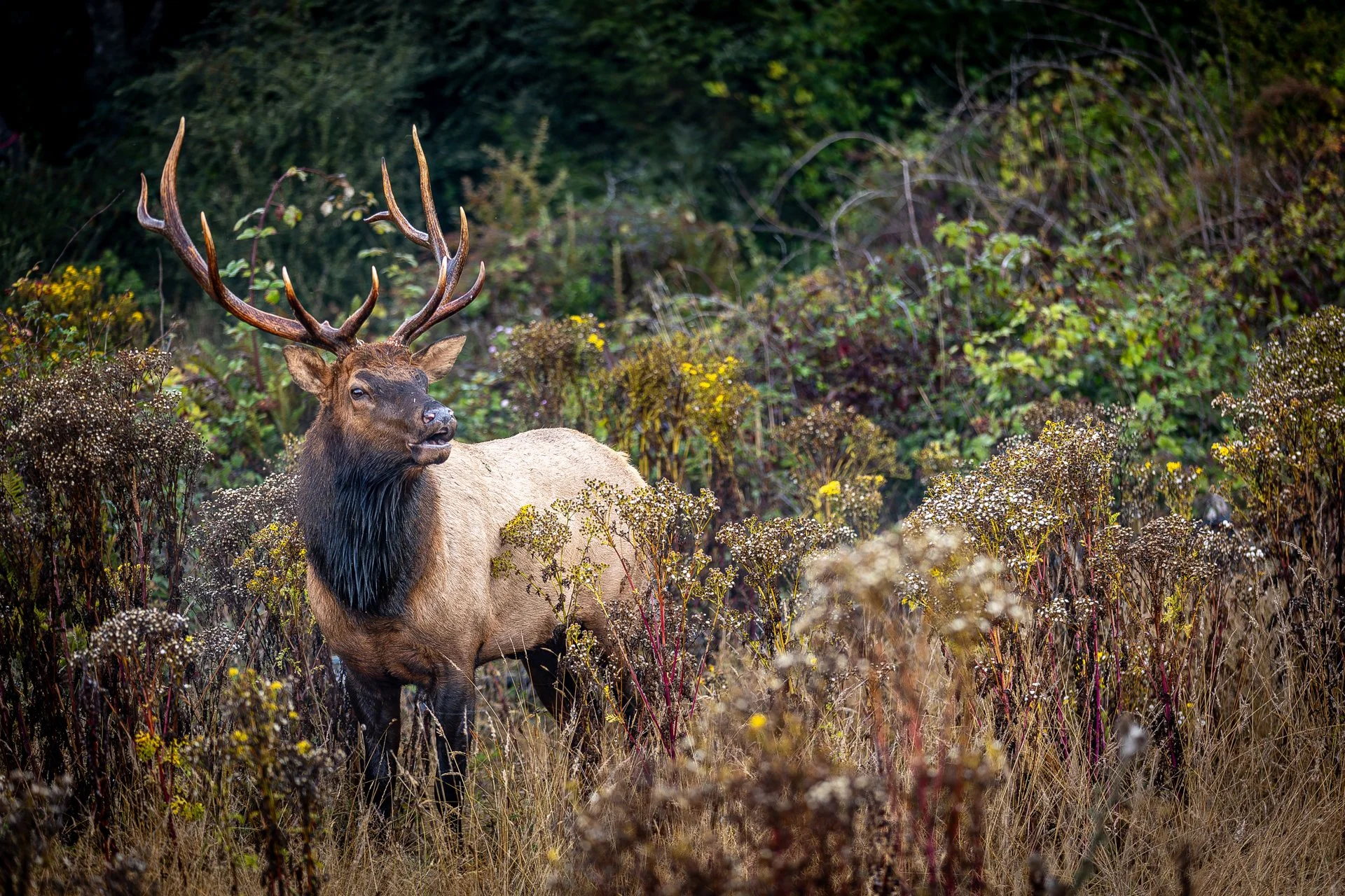 Wildlife-3.jpg