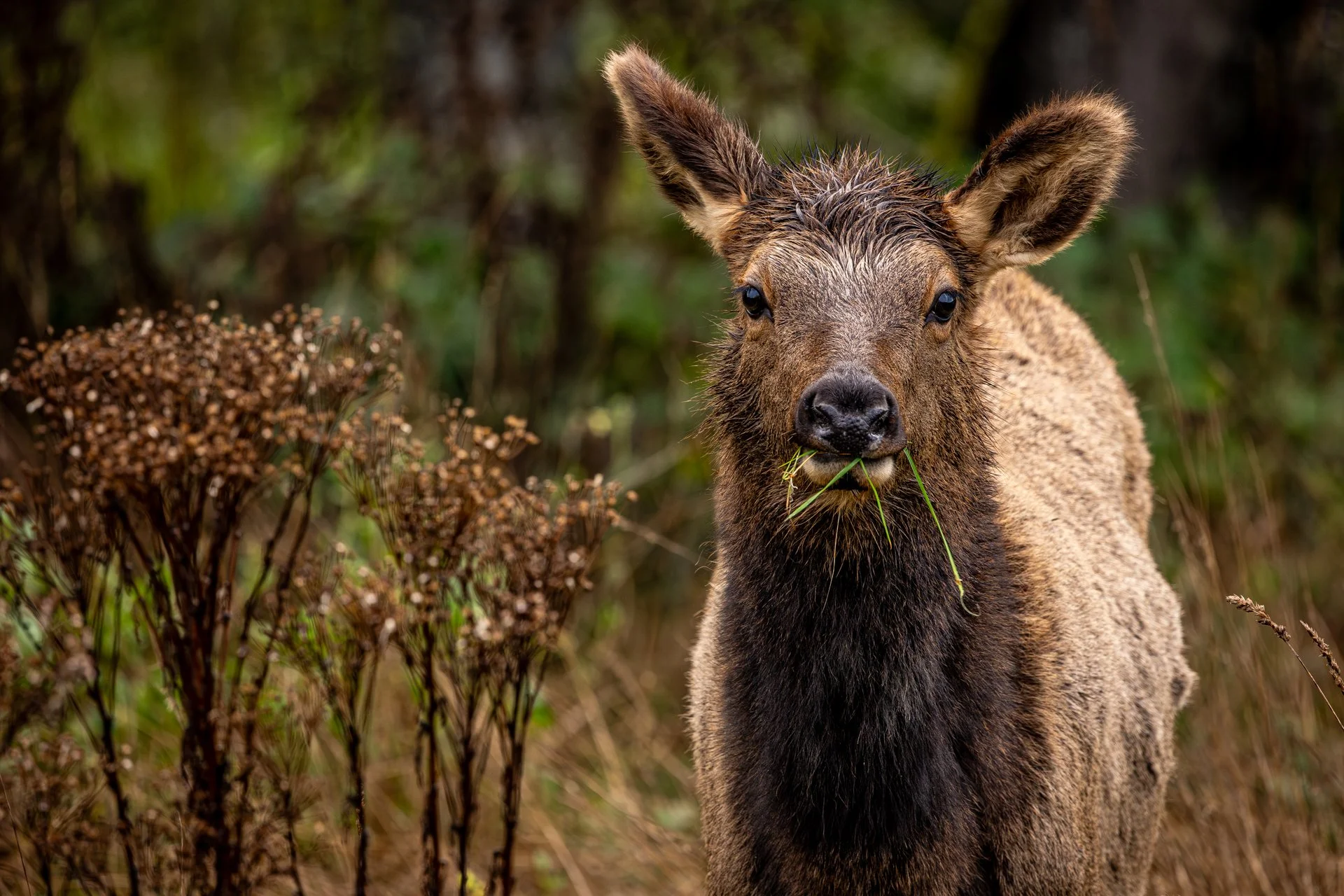 Wildlife-6.jpg