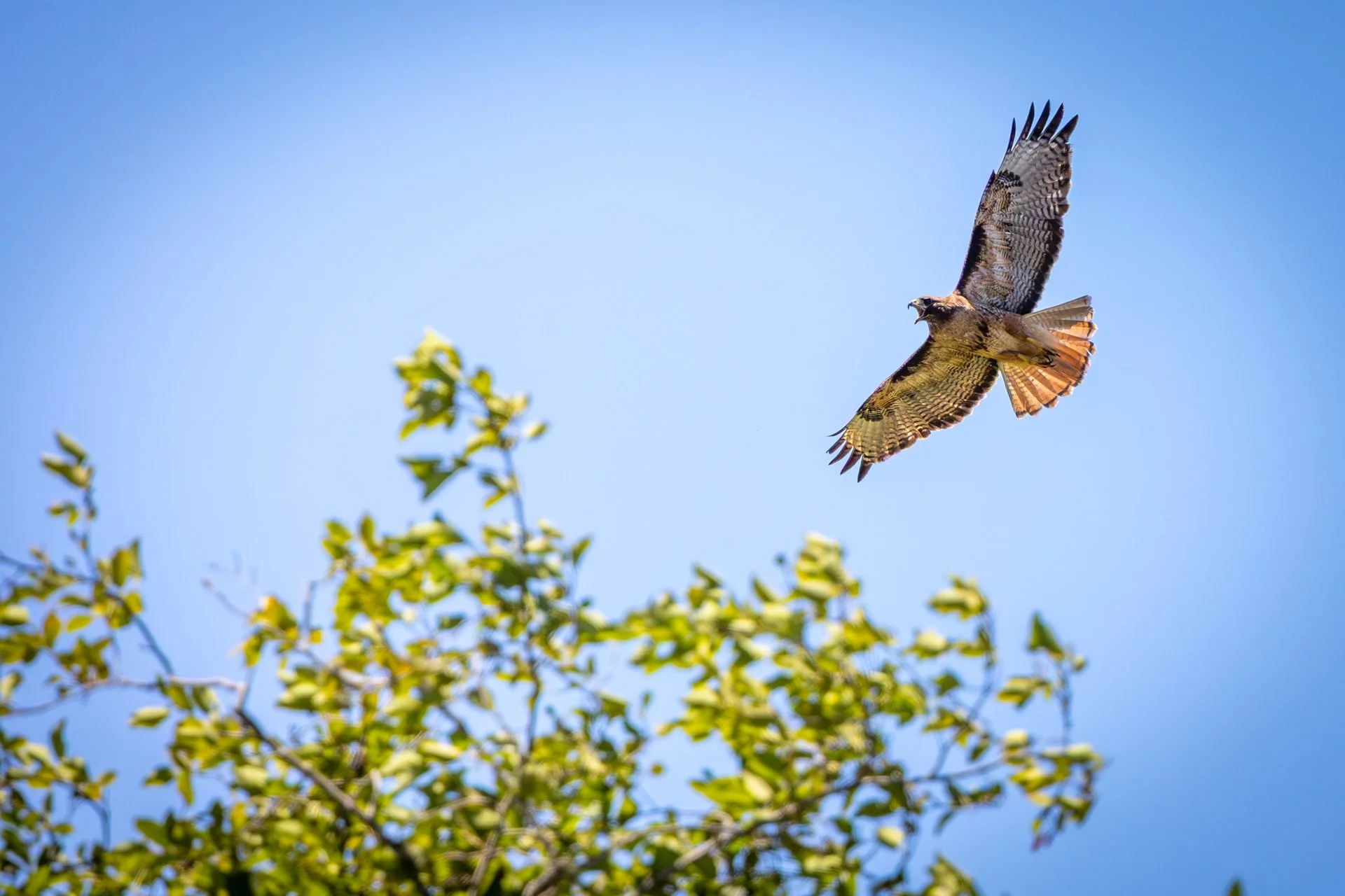 Wildlife-10.jpg