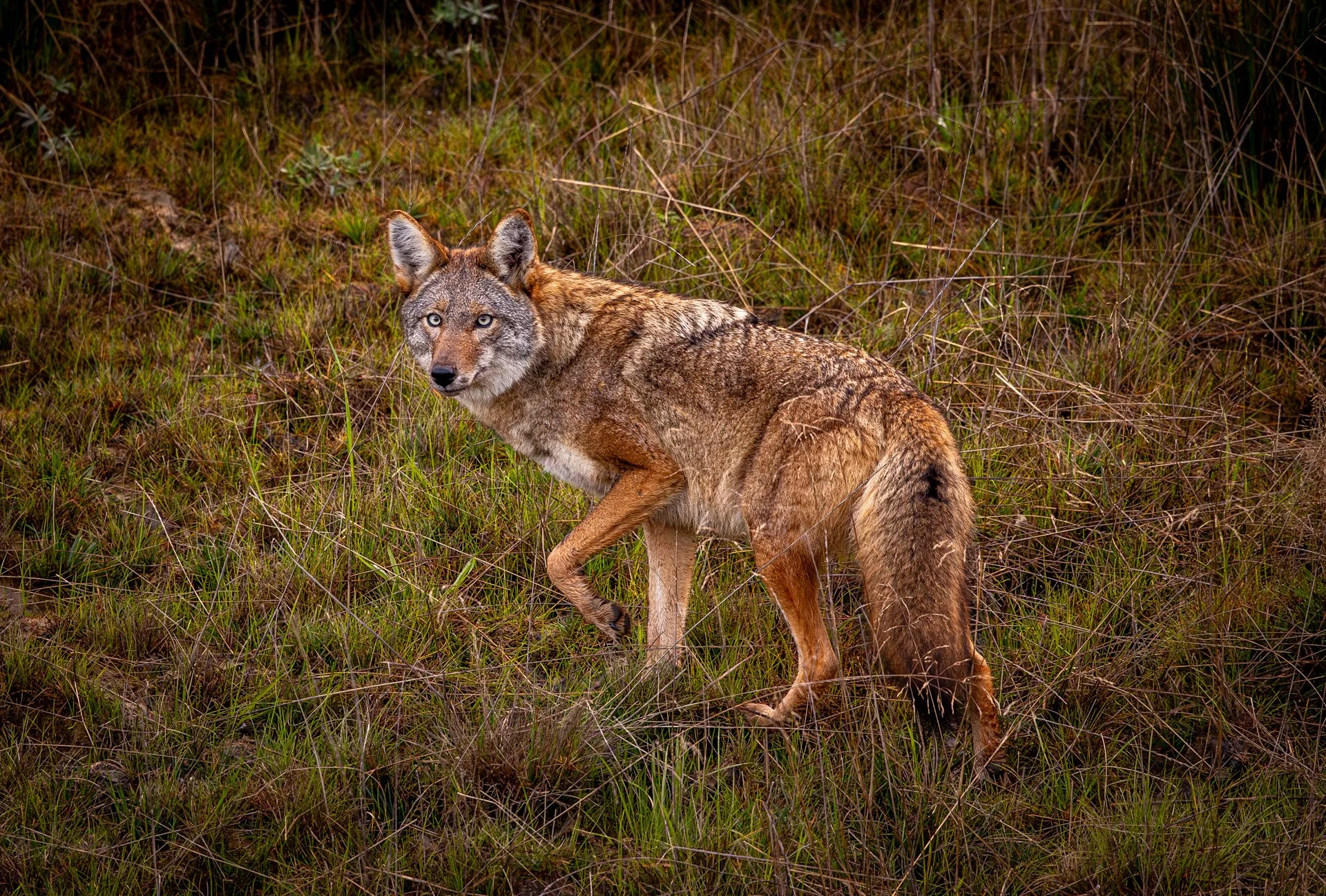 Wildlife-7.jpg
