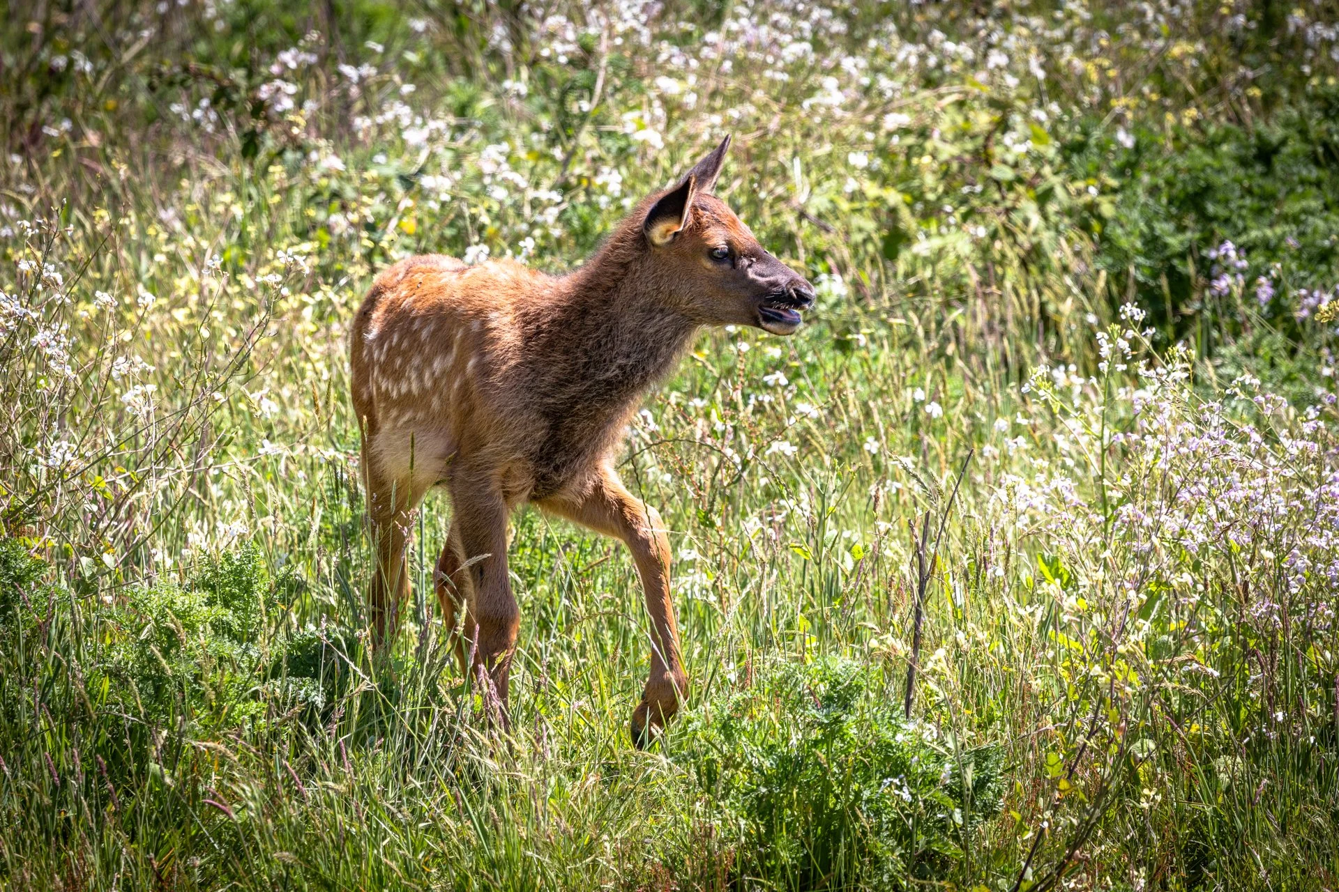 Wildlife-9.jpg