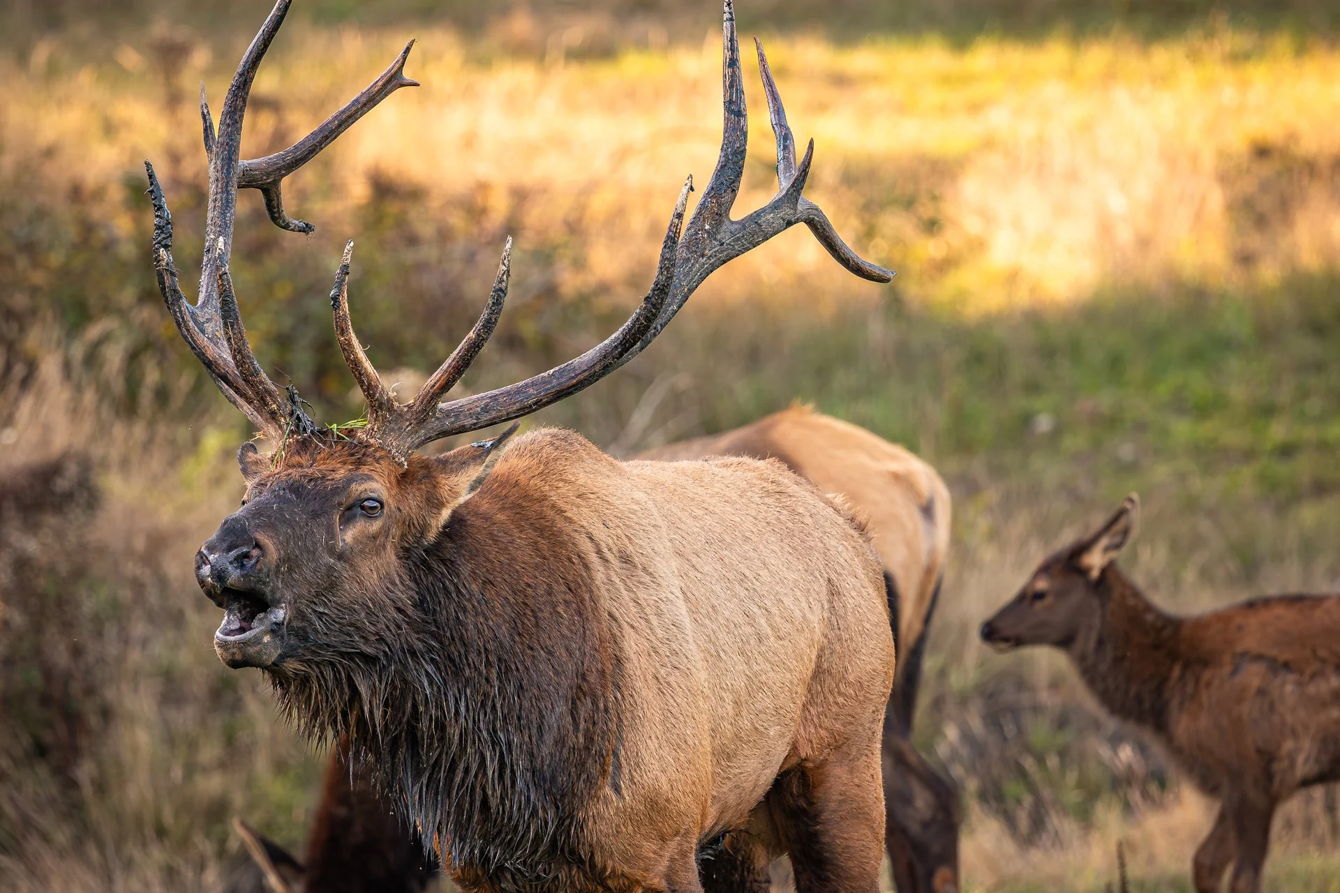 Wildlife-17.jpg