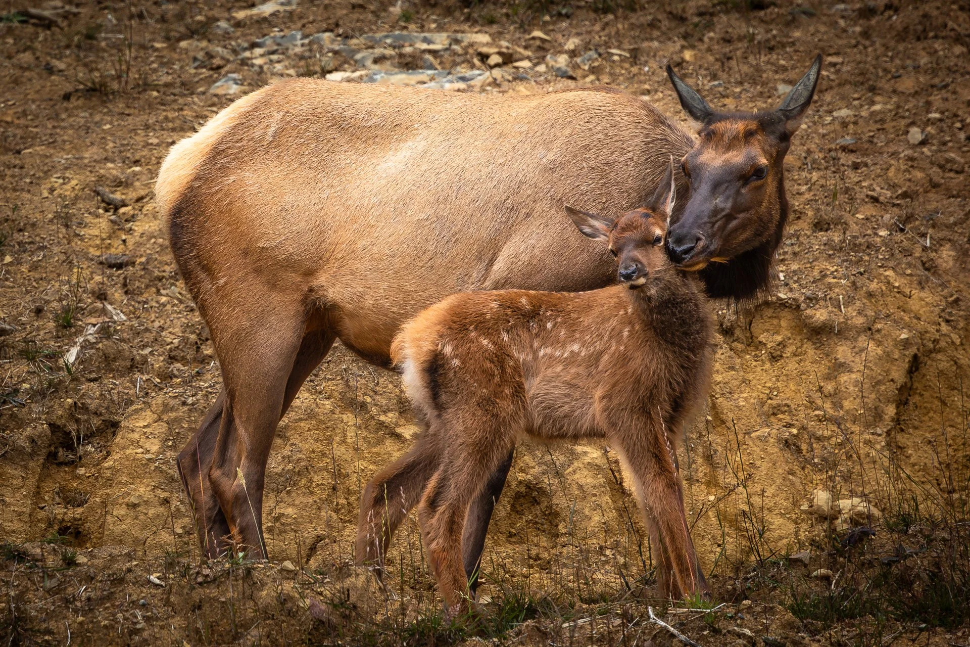 Wildlife-11.jpg