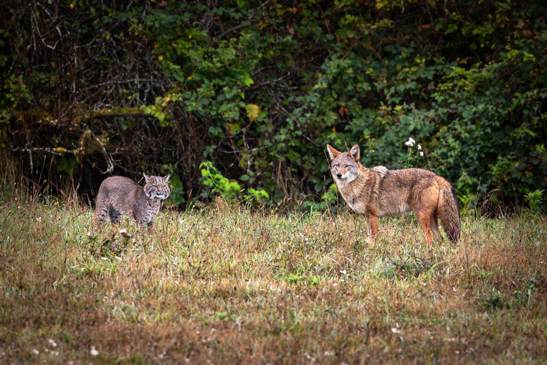 Wildlife-23.jpg