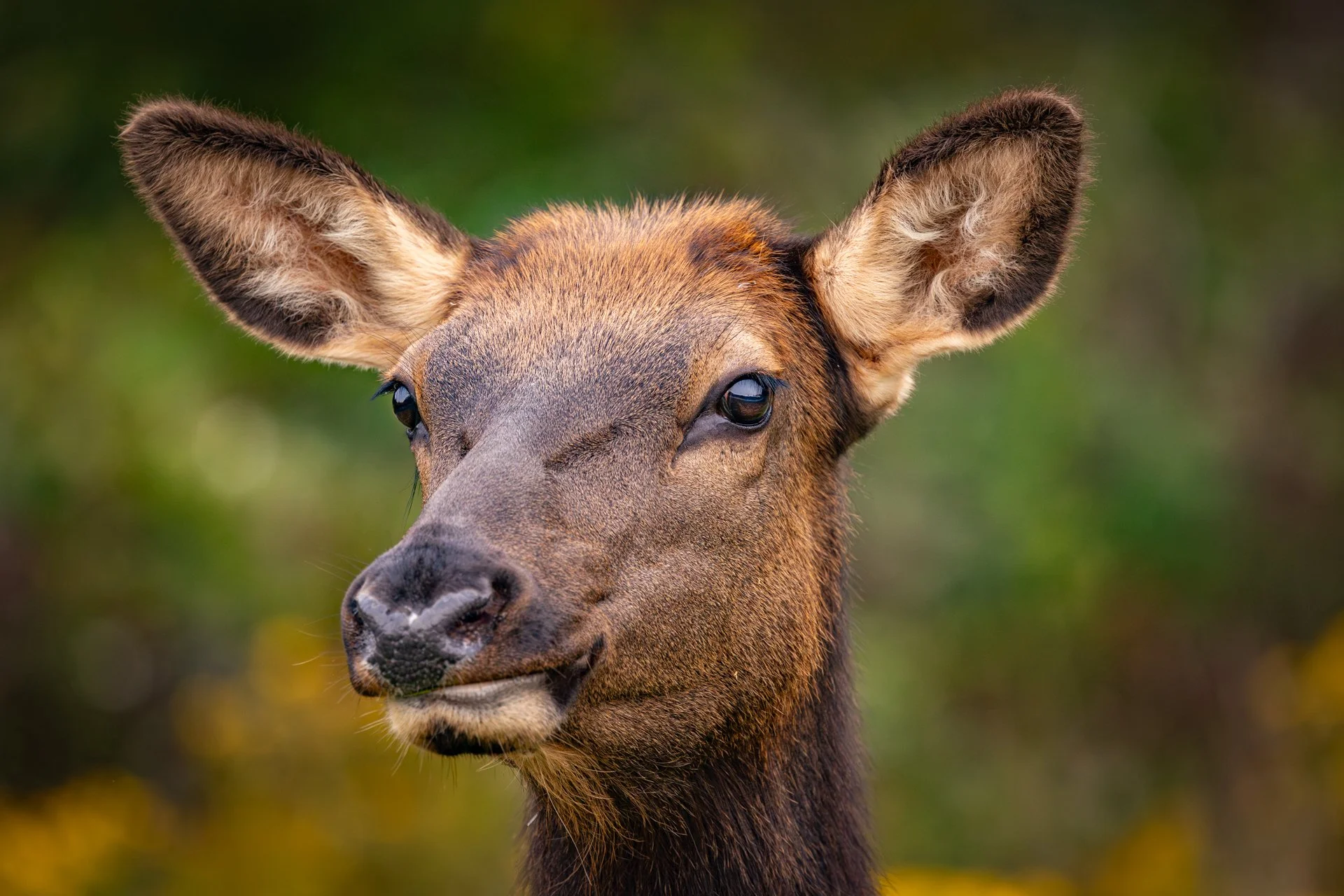 Wildlife-13.jpg