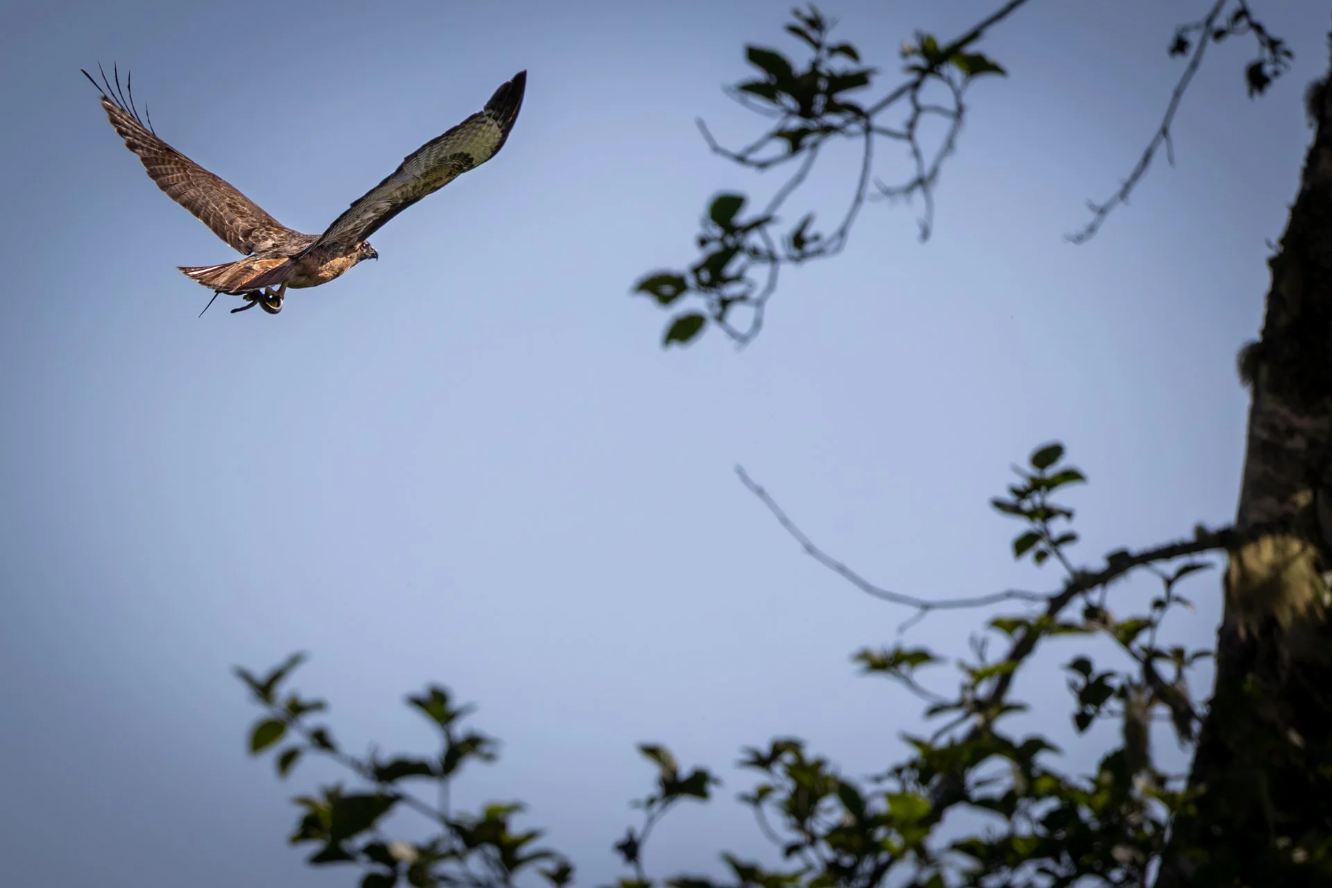 Wildlife-8.jpg