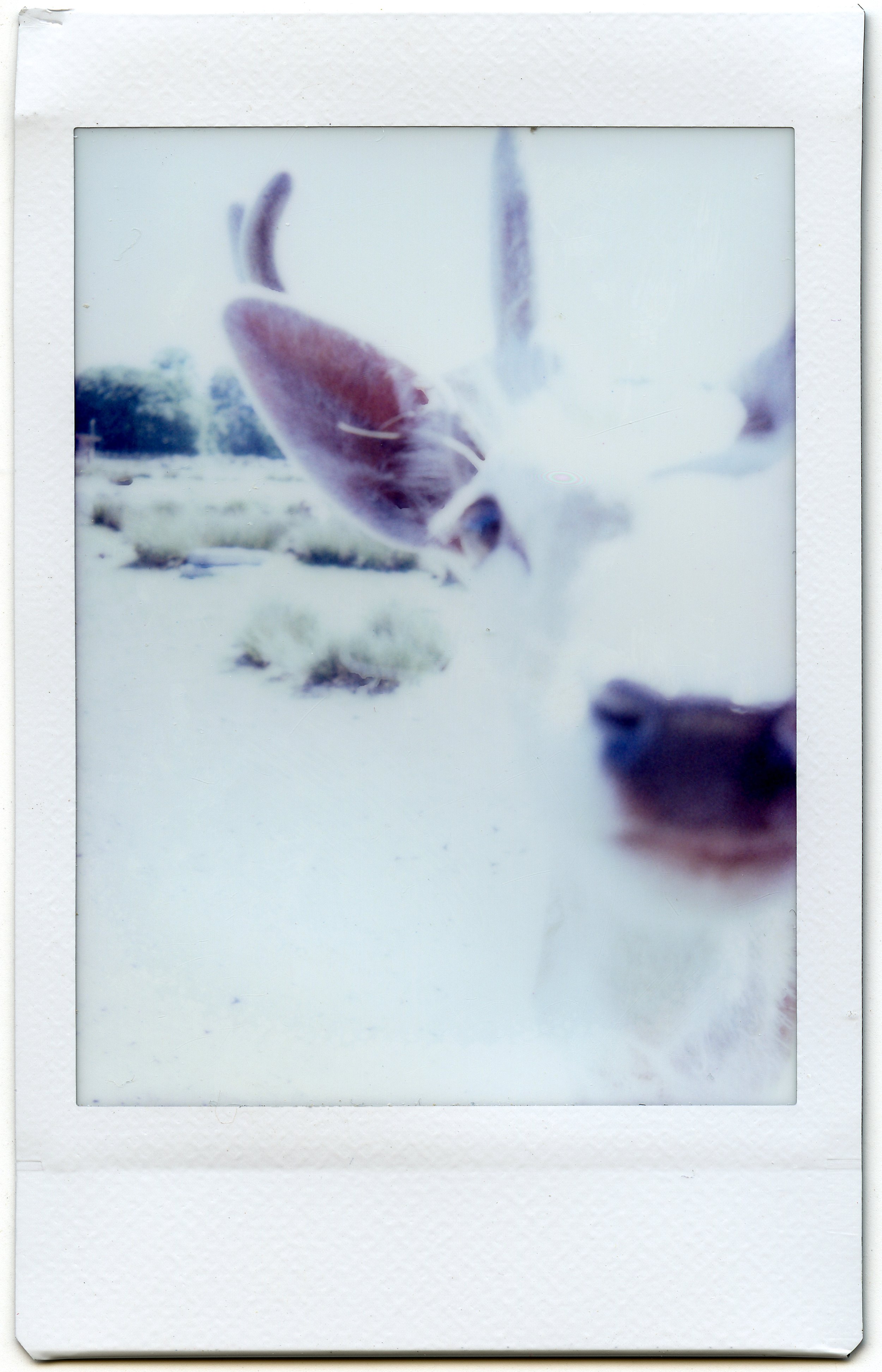 Foos in nature WA-3 edit .JPG