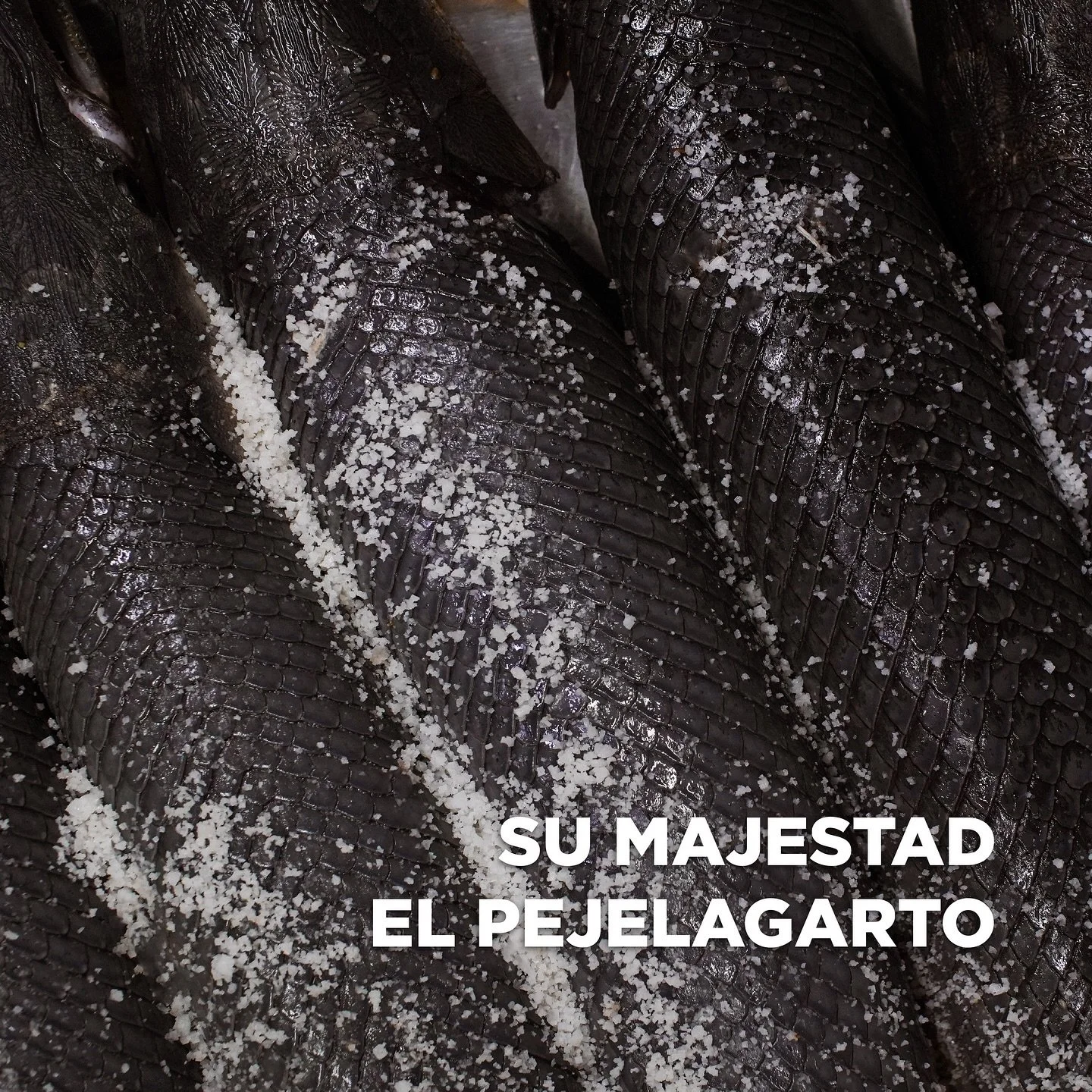 Desde muy temprano su majestad el Pejelagarto 🐊Se alista para recibirte.
Se cocina a puro humo donde su piel juega un papel de horno, al desprenderse de su piel el Pejelagarto ya está listo, se decora con hierbas locales. 🌿
Y se acompa&nt