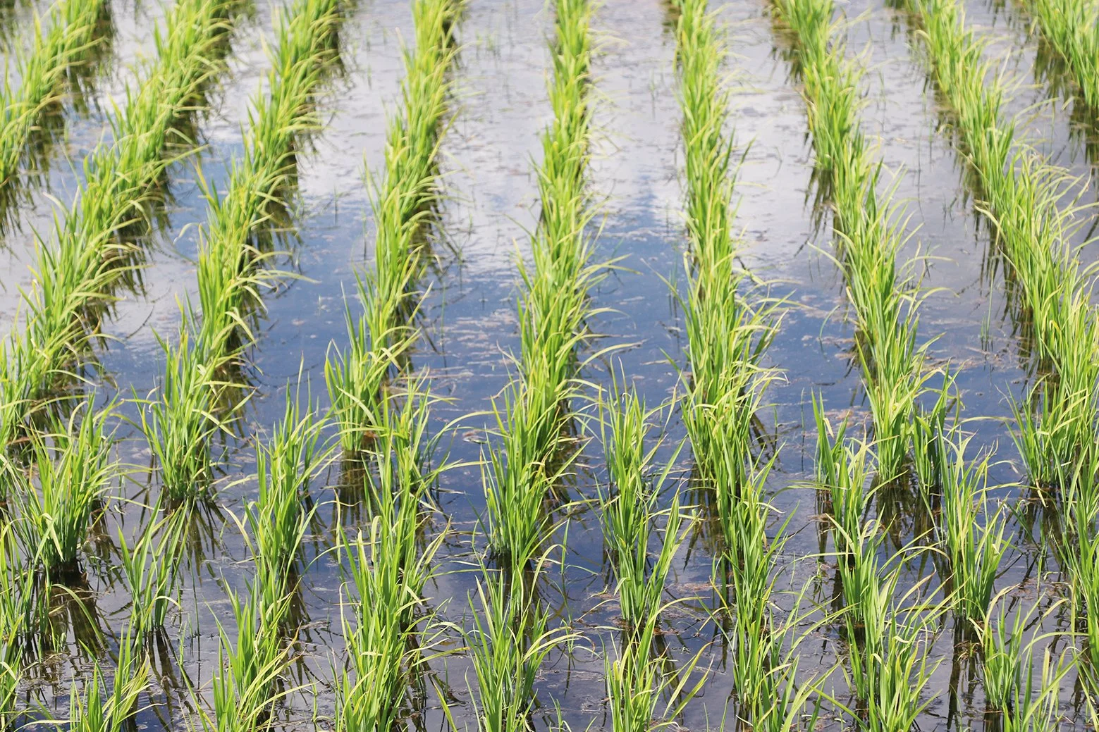 What Goes Around: A Look into the Circular Society of Fermenstation