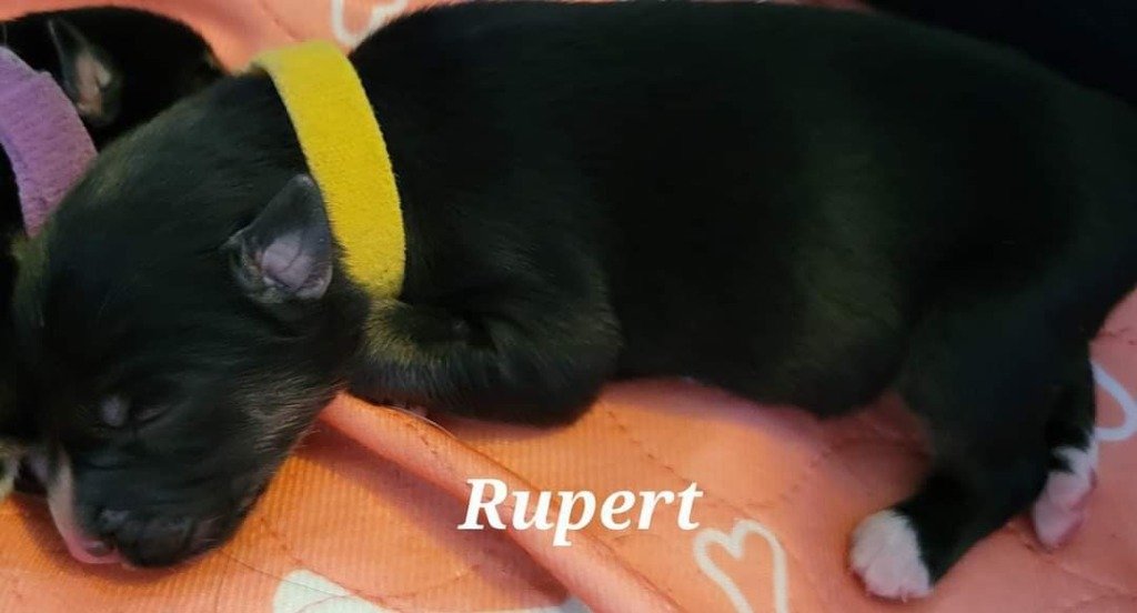 Rupert.jpg