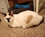 Romeo.jpg