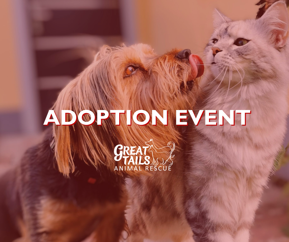 Adoption event @ Central Square Mall
