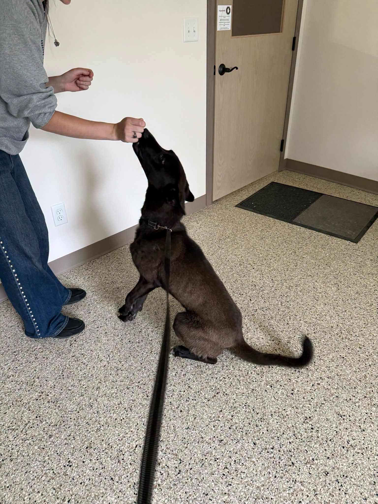 Found Dog in Nashwauk: Adult Male