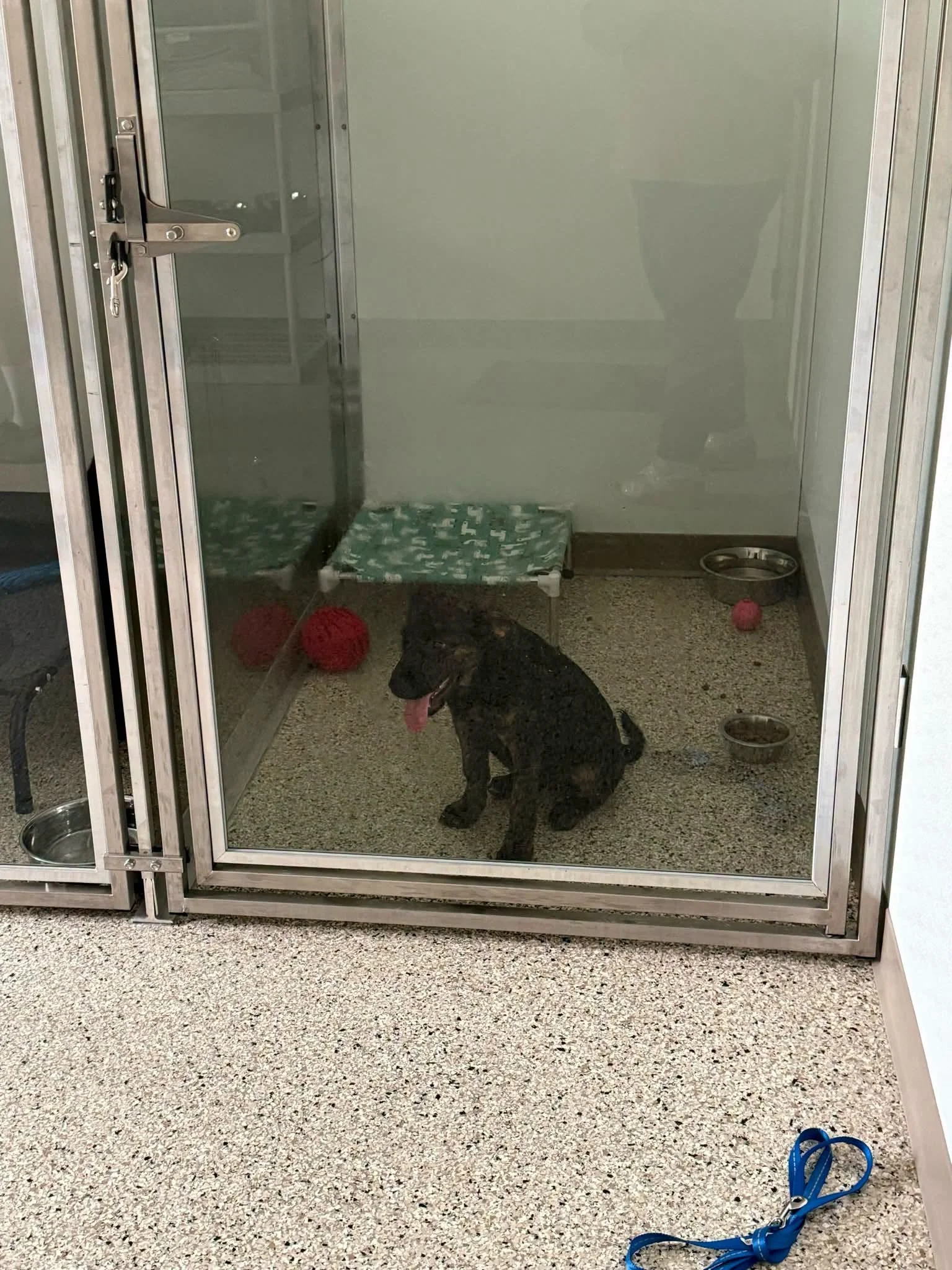 Found Dog in Cohasset: Female Puppy