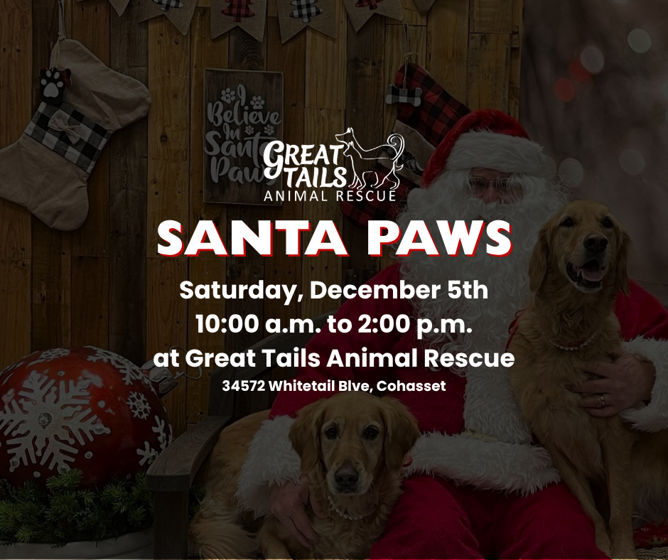 Santa Paws