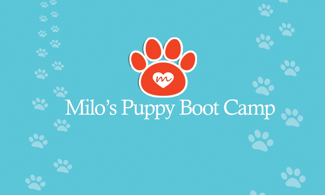 Milo’s Puppy Boot Camp 