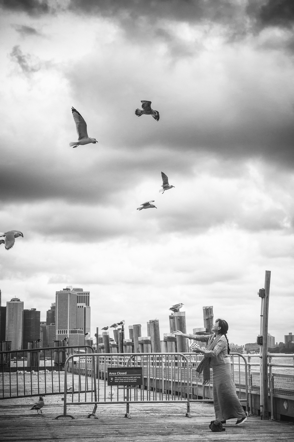 Seagulls | New York